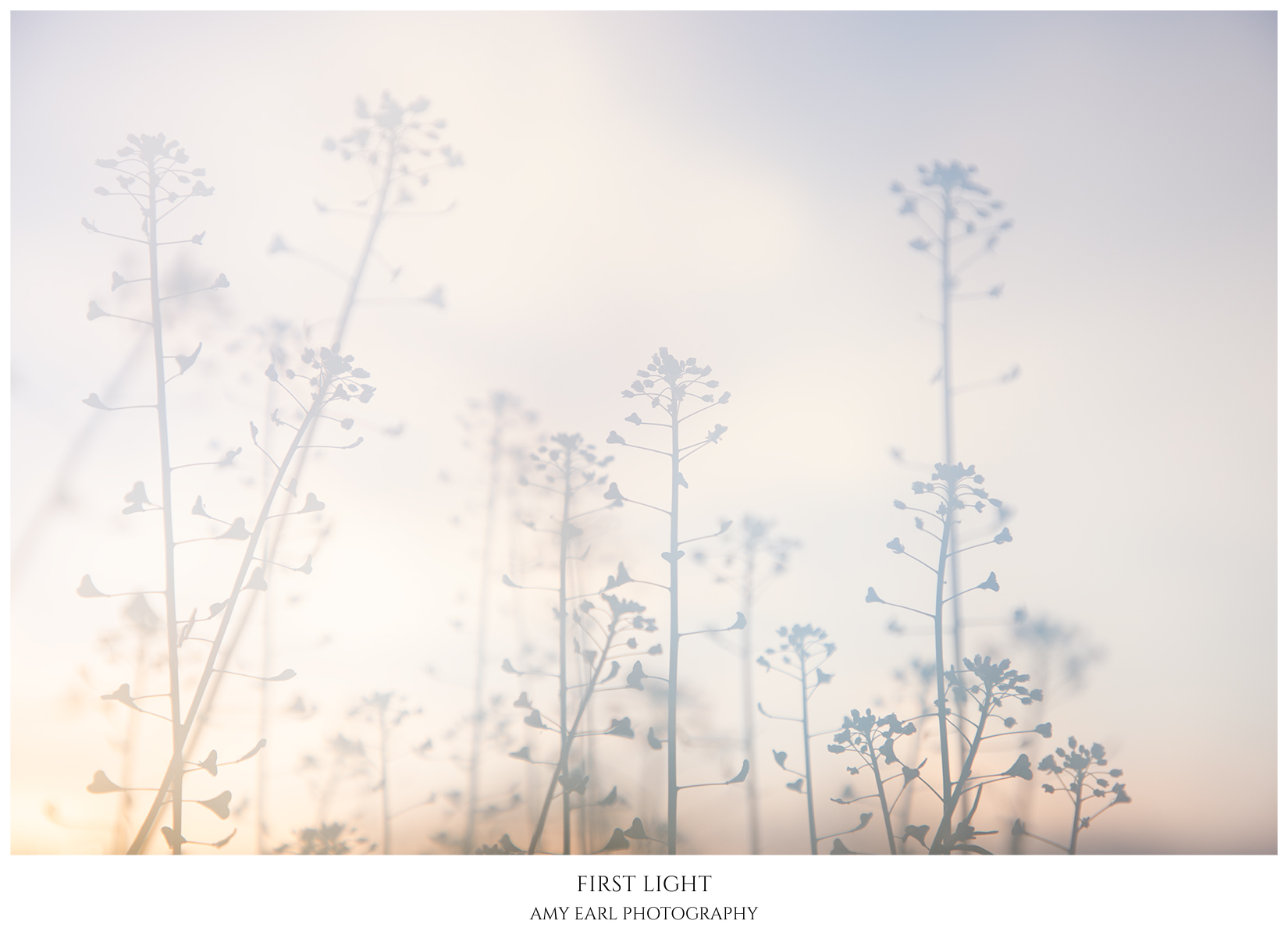 First Light