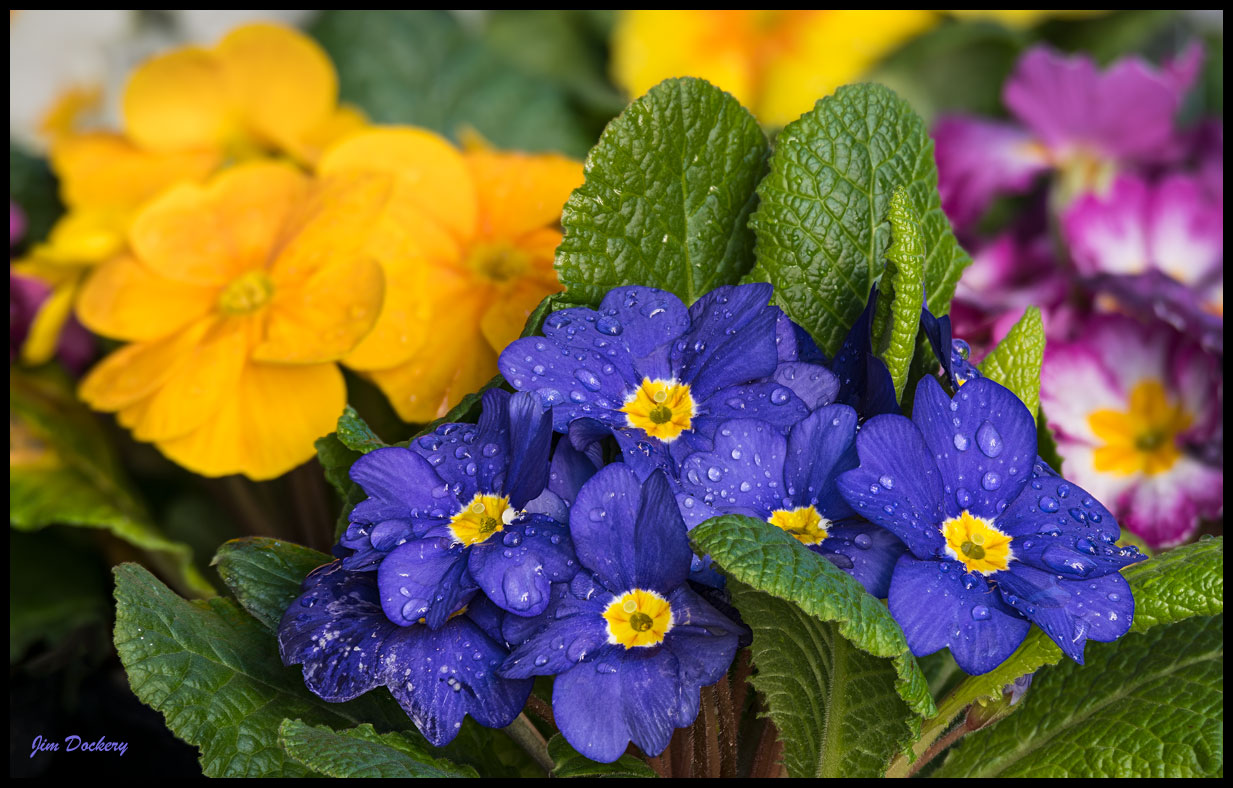 Flower-FS