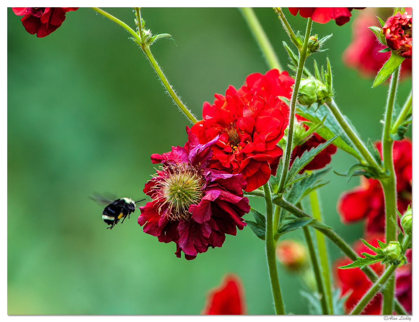 Flowers and a Bumblebee