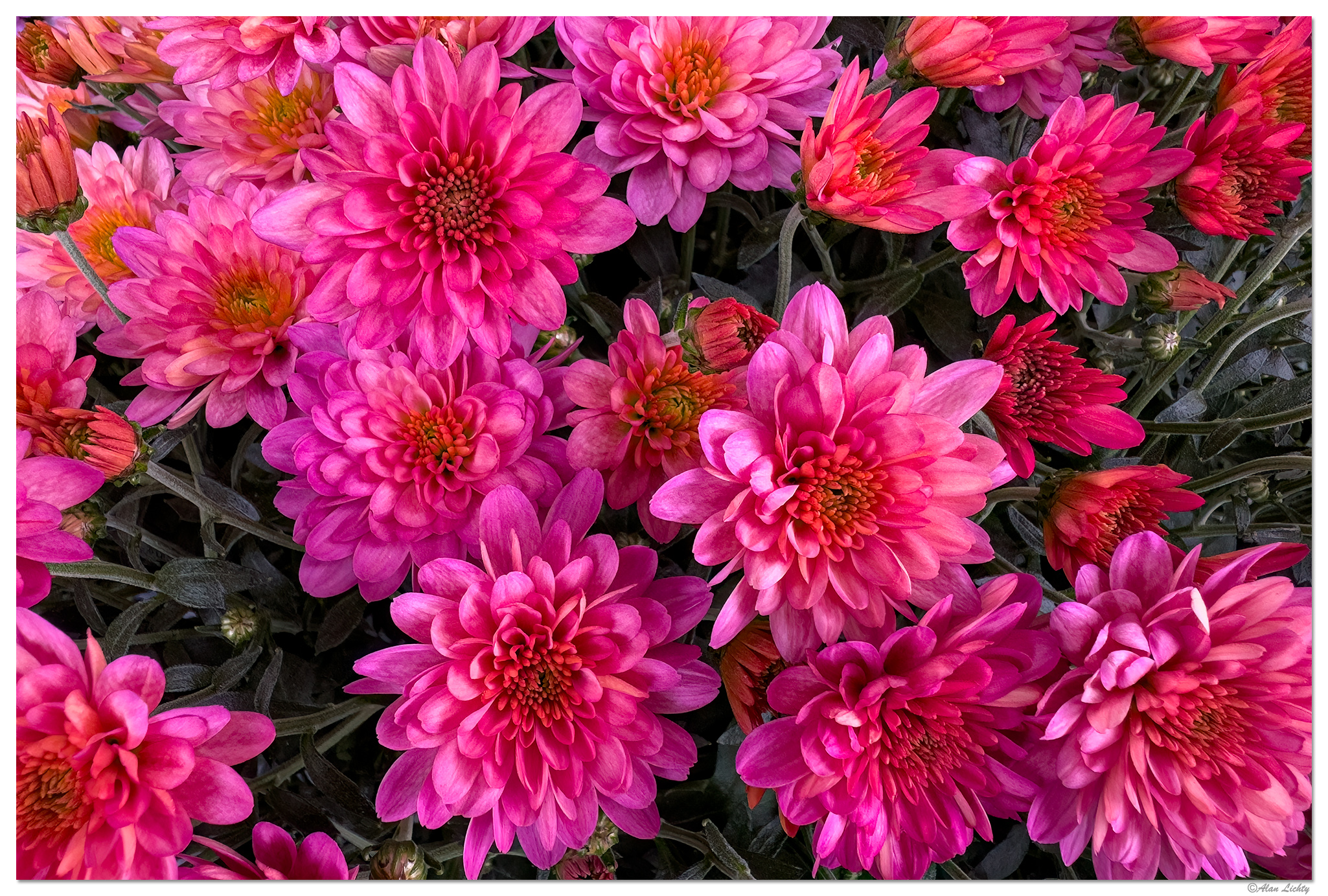 FMBlooms-Mums.jpg