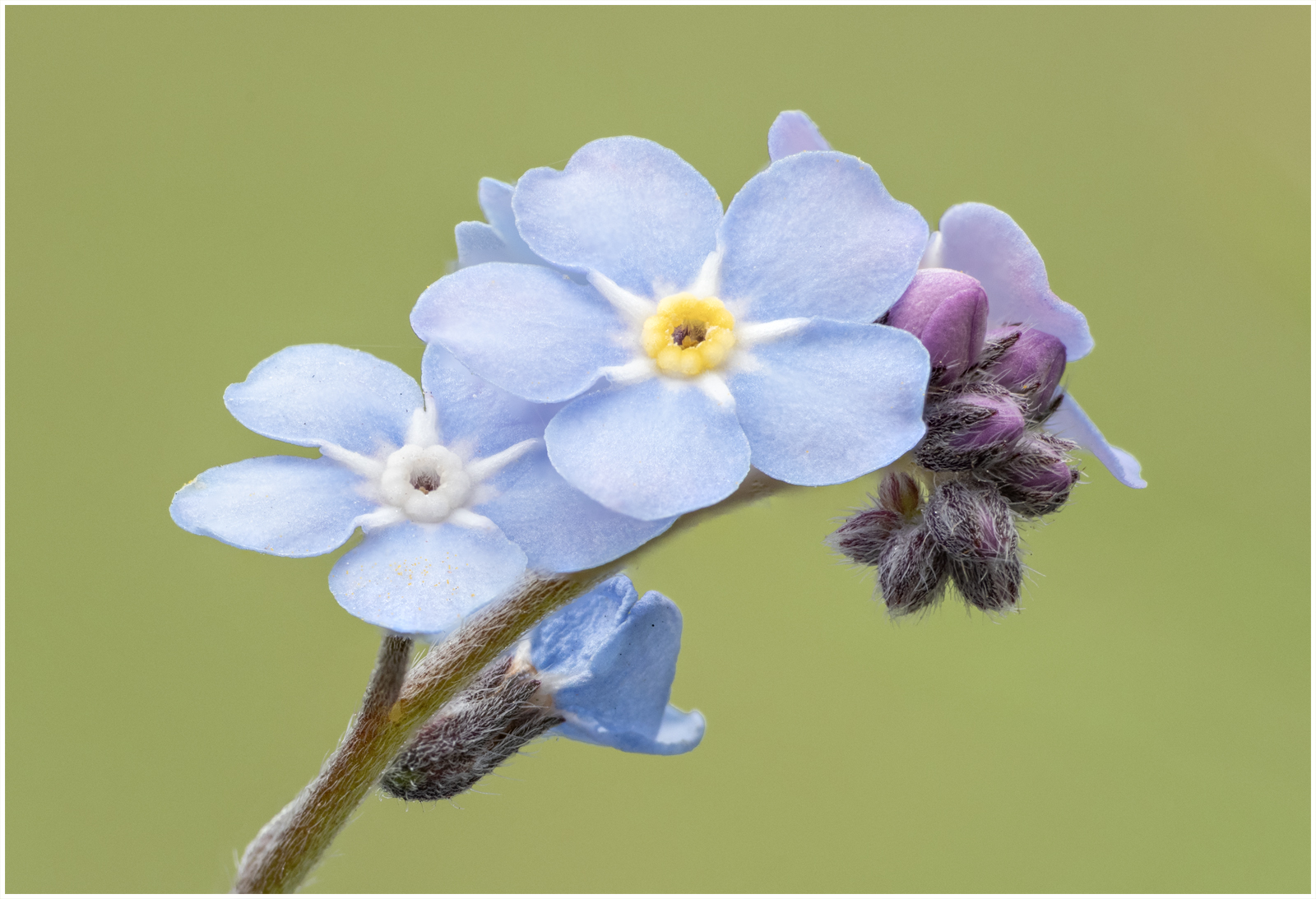 Focus Stack1