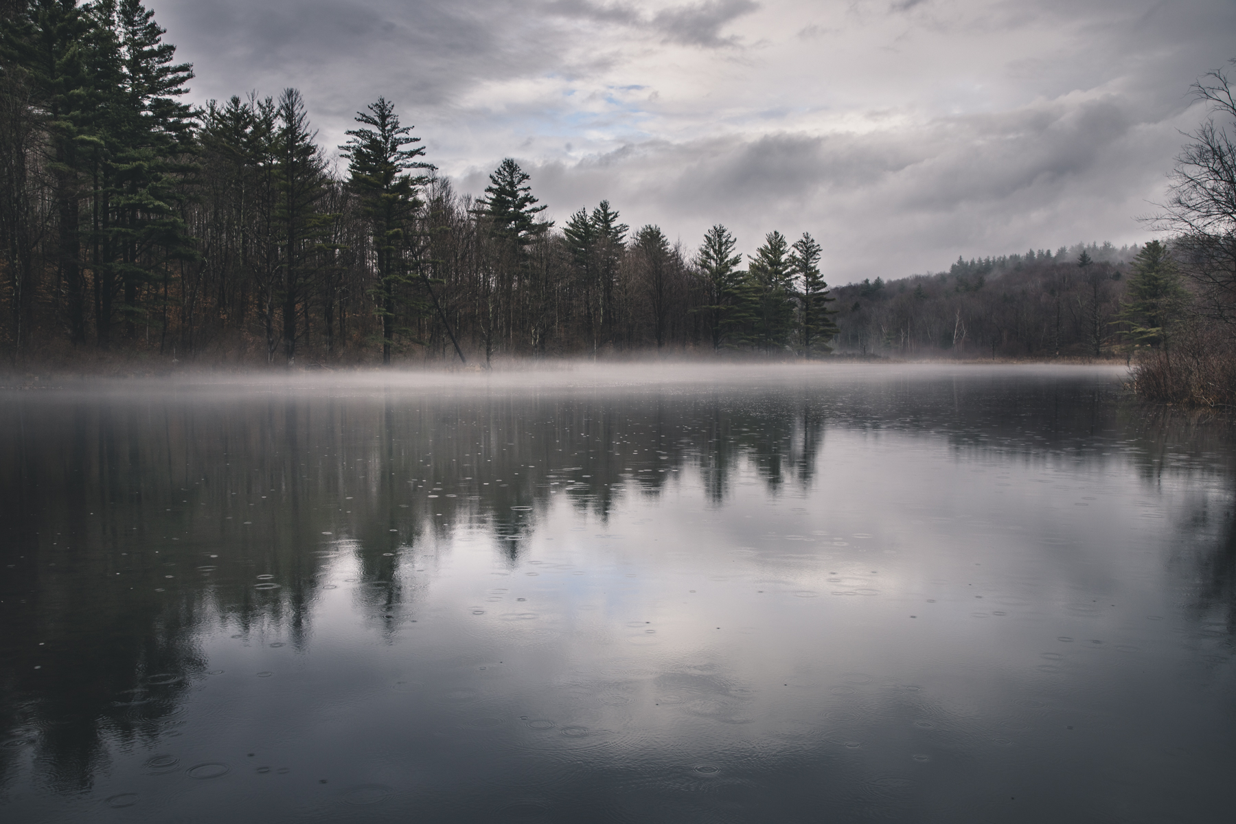 Fog on the pond