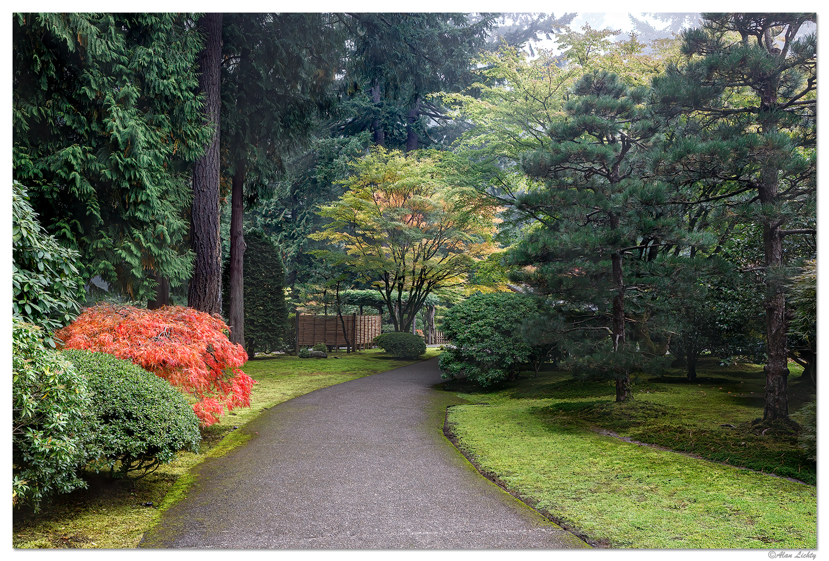 Foggy Fall at the Tea Garden
