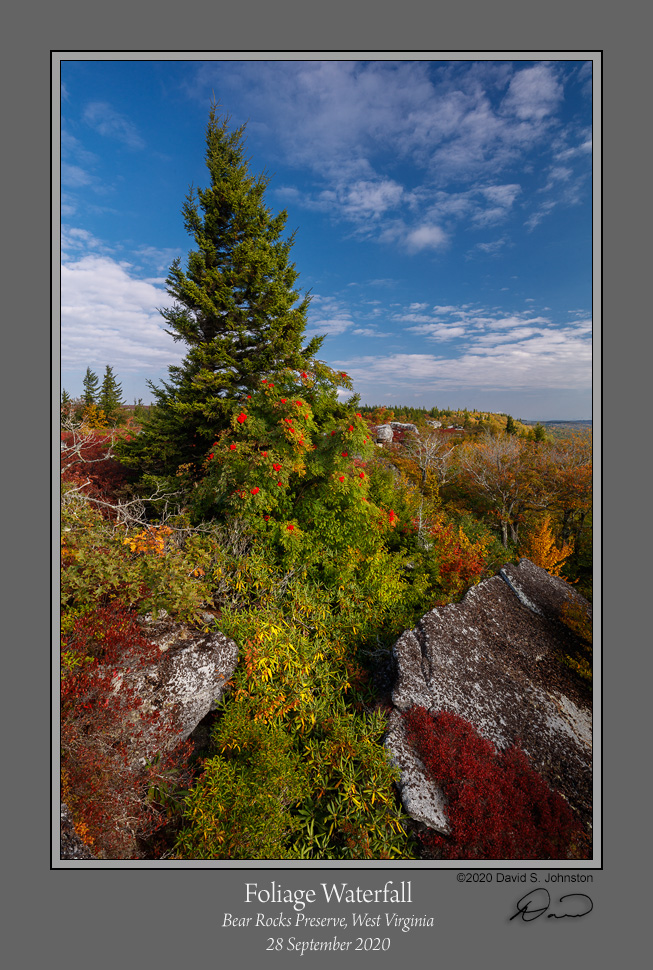 Foliage Waterfall Mountain Ash.jpg