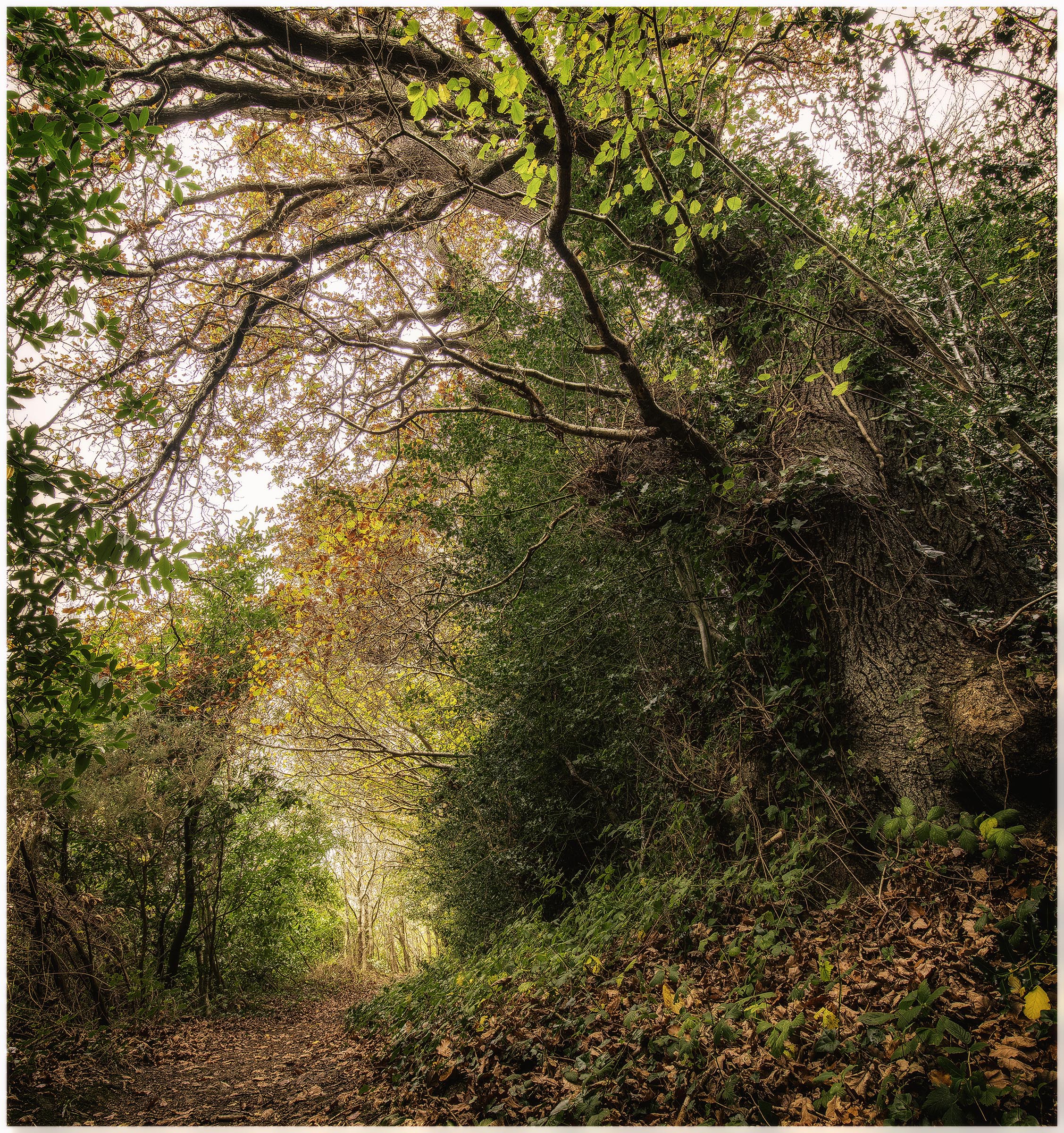 forest walk.jpg