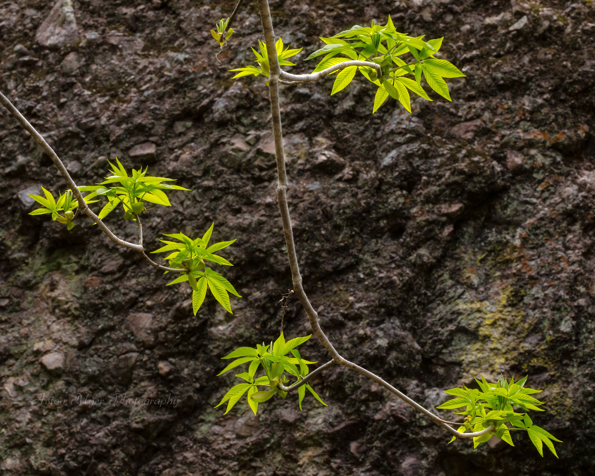 Fresh Spray of Leaves.jpg