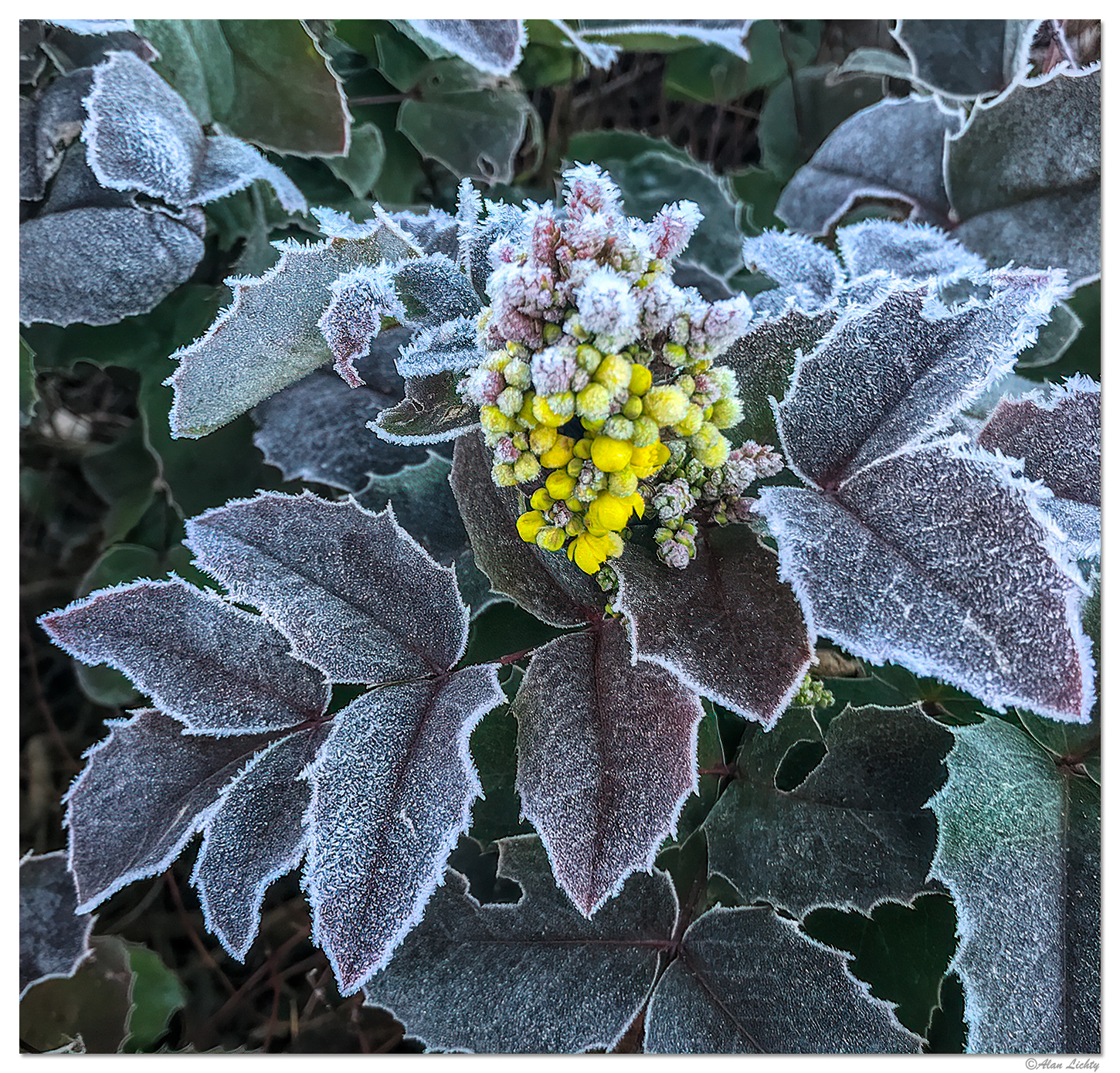 Frost Kissed