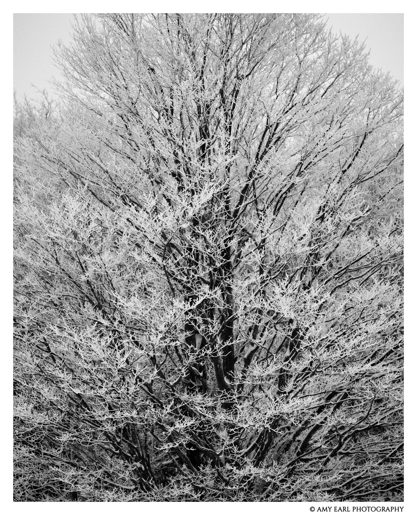 Frozen
