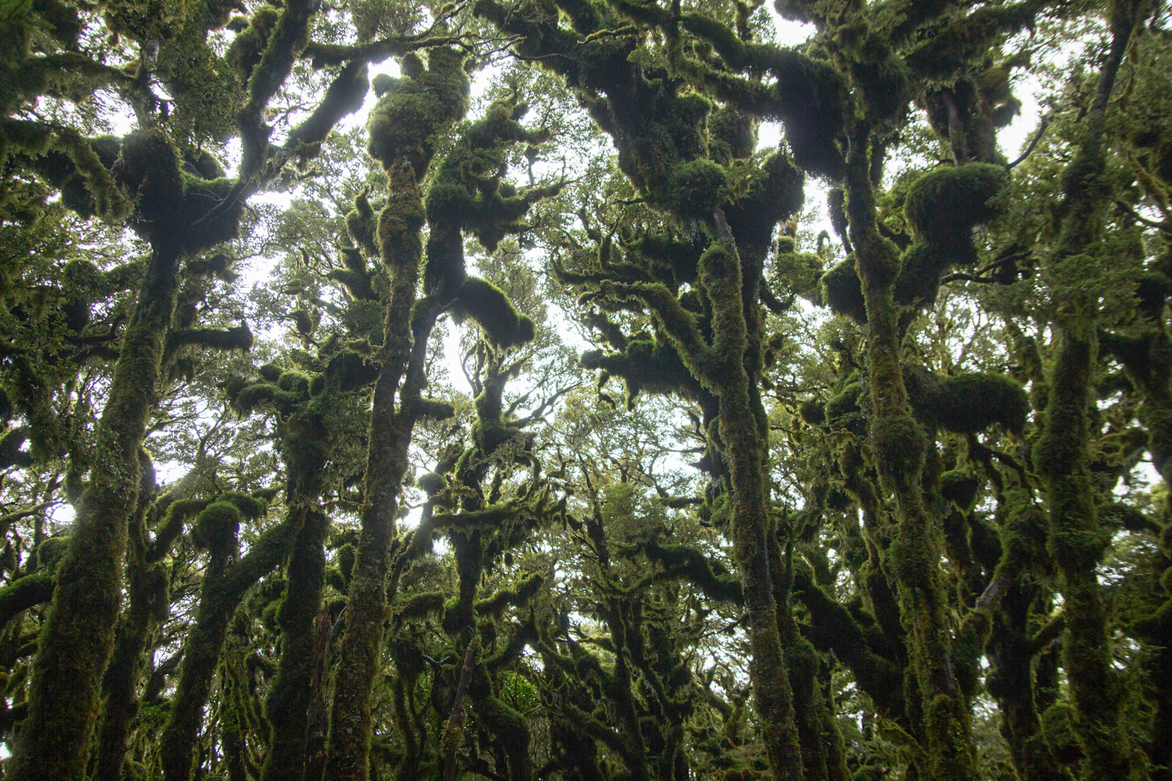 G0blin Forest