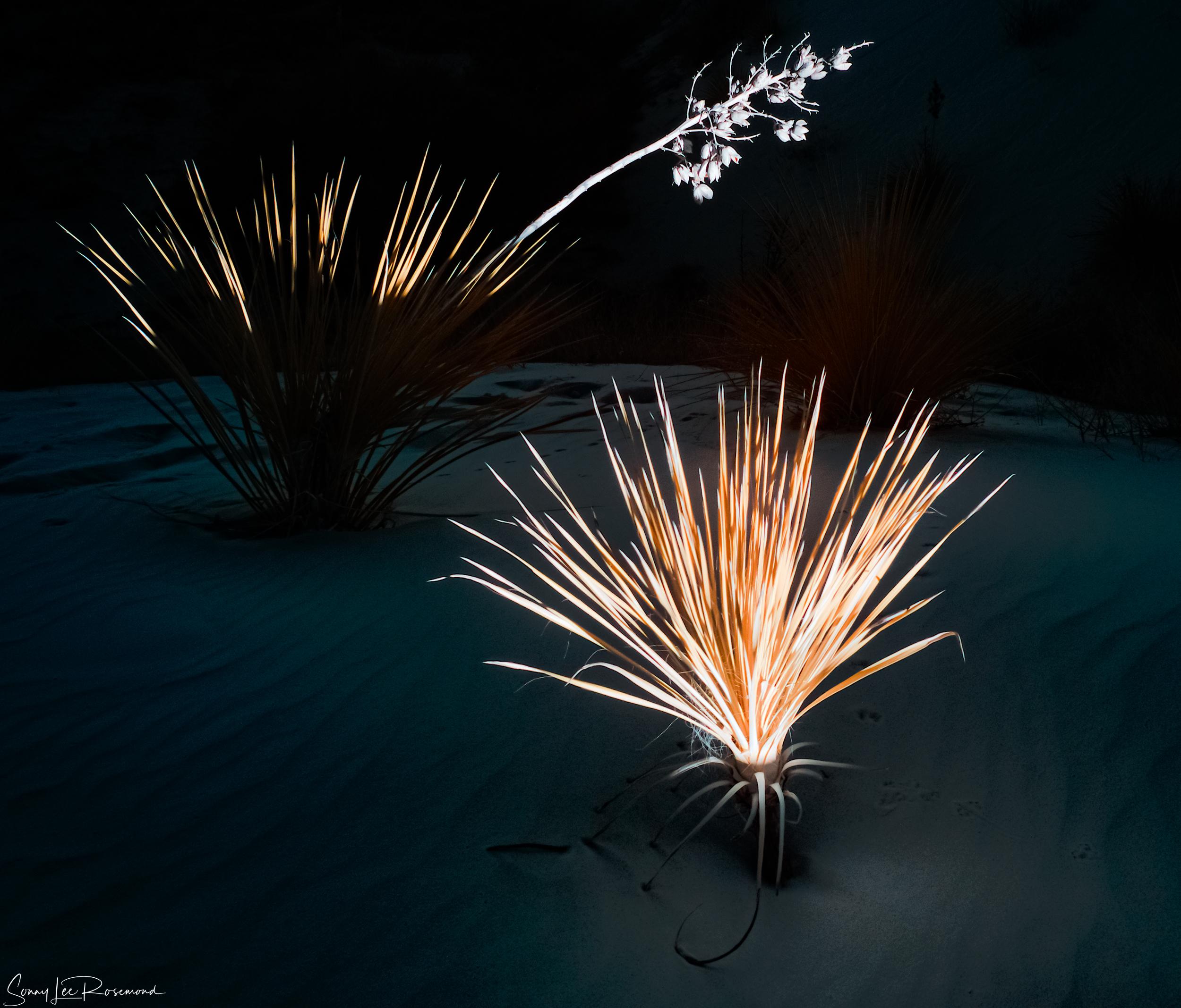 Glowing Yucca