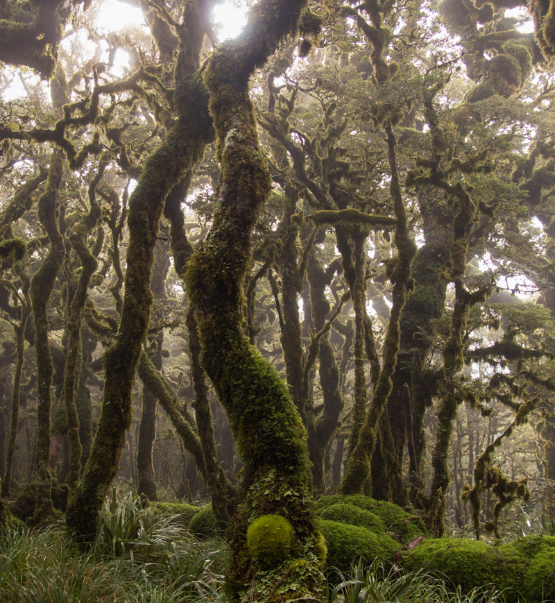 Goblin Forest 2