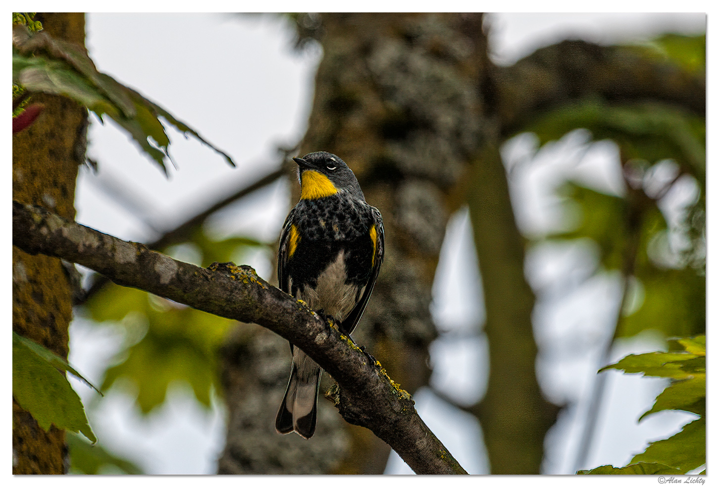 Graces Warbler