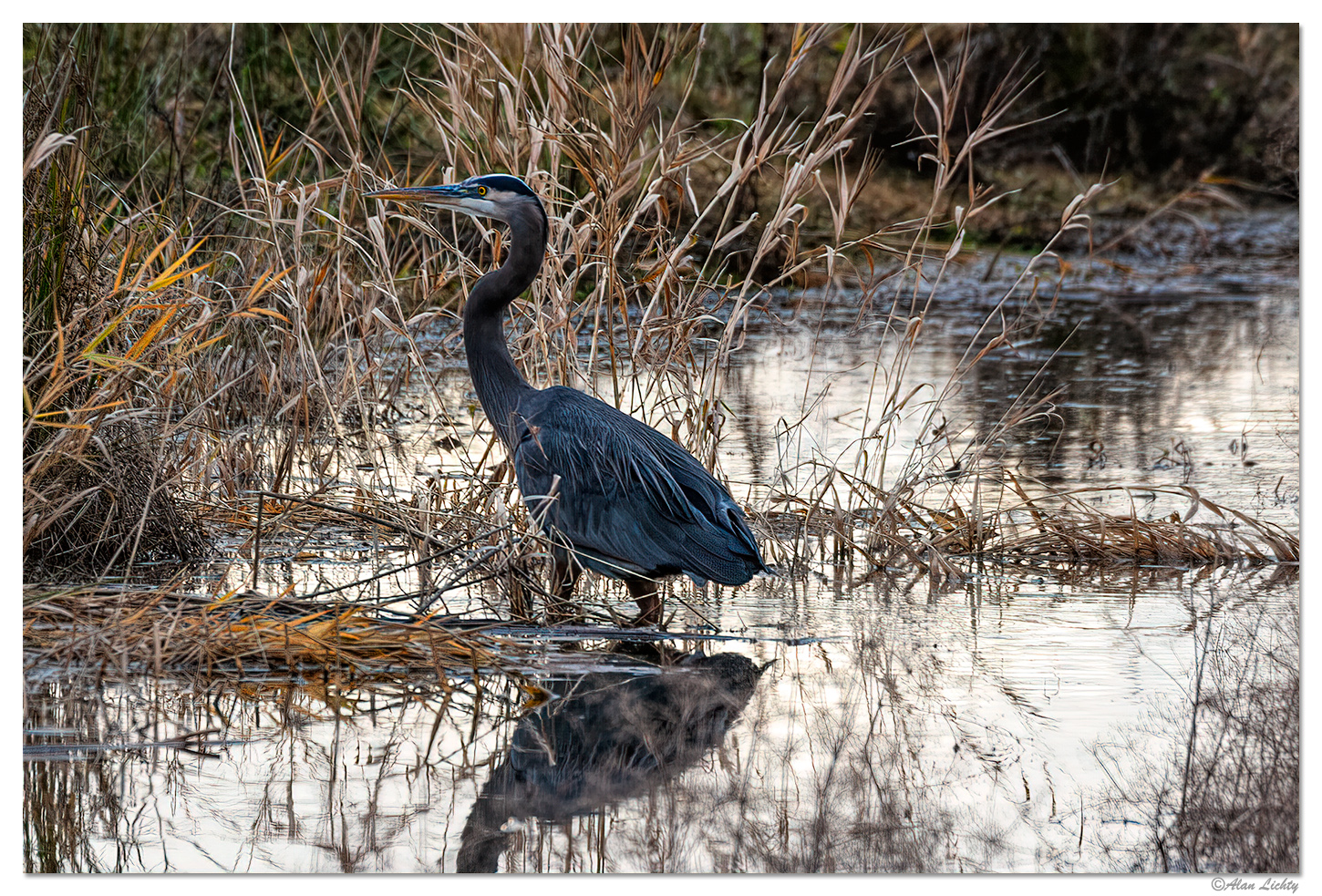 Great Blue Heron