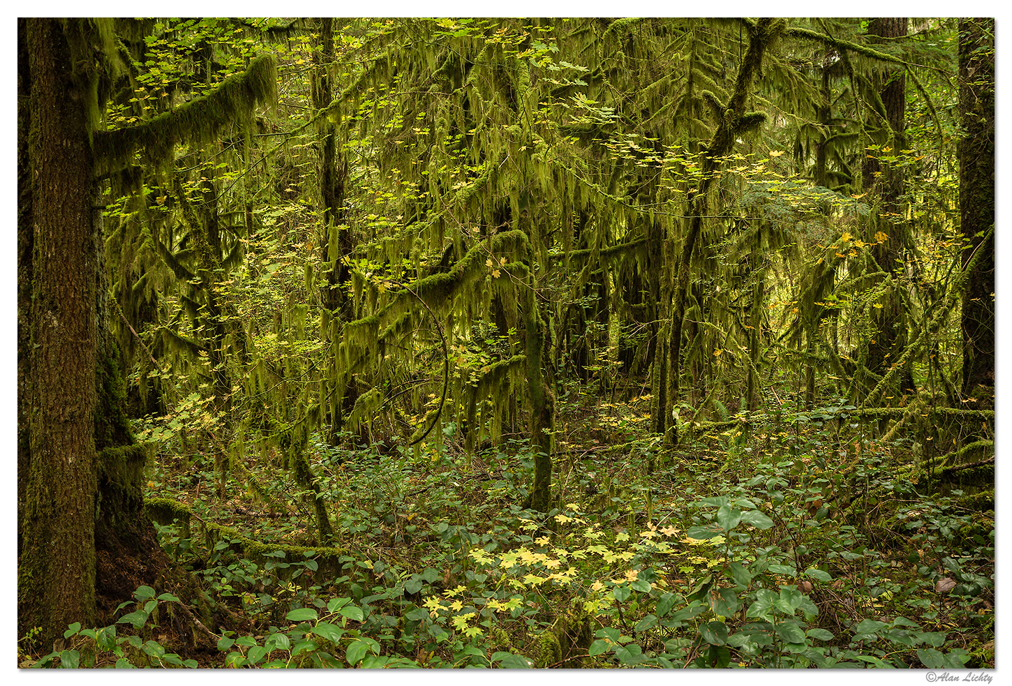 Green Chaos