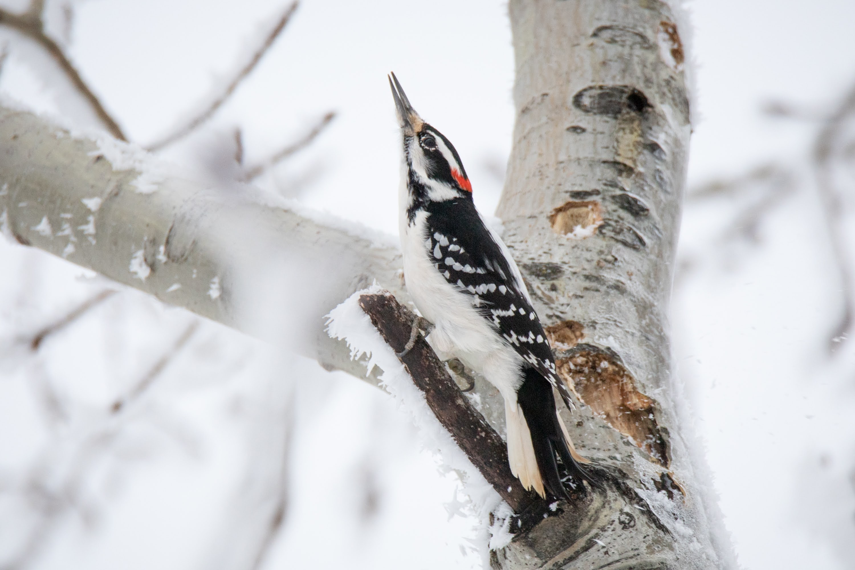Hairy Woodpecker on Defense
