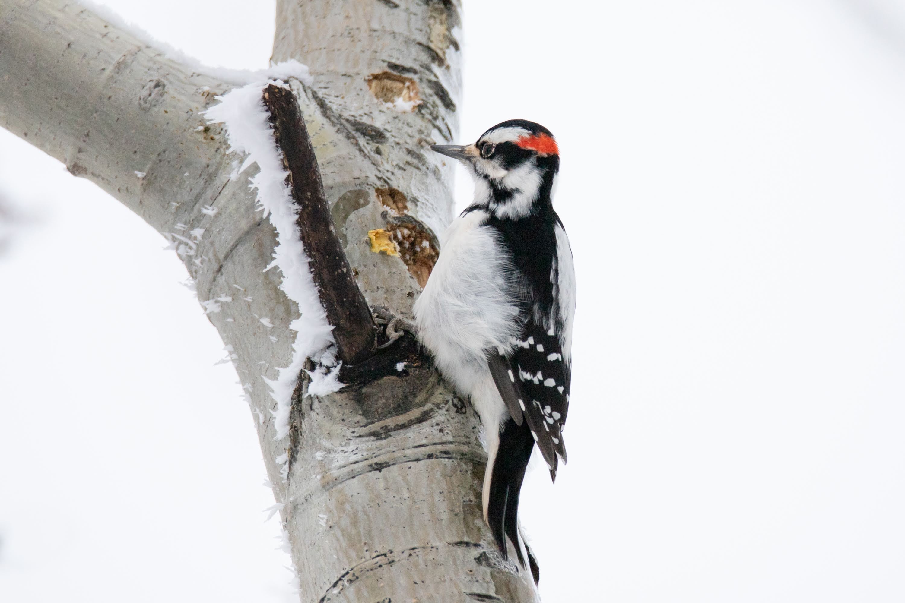 Hairy Woodpecker