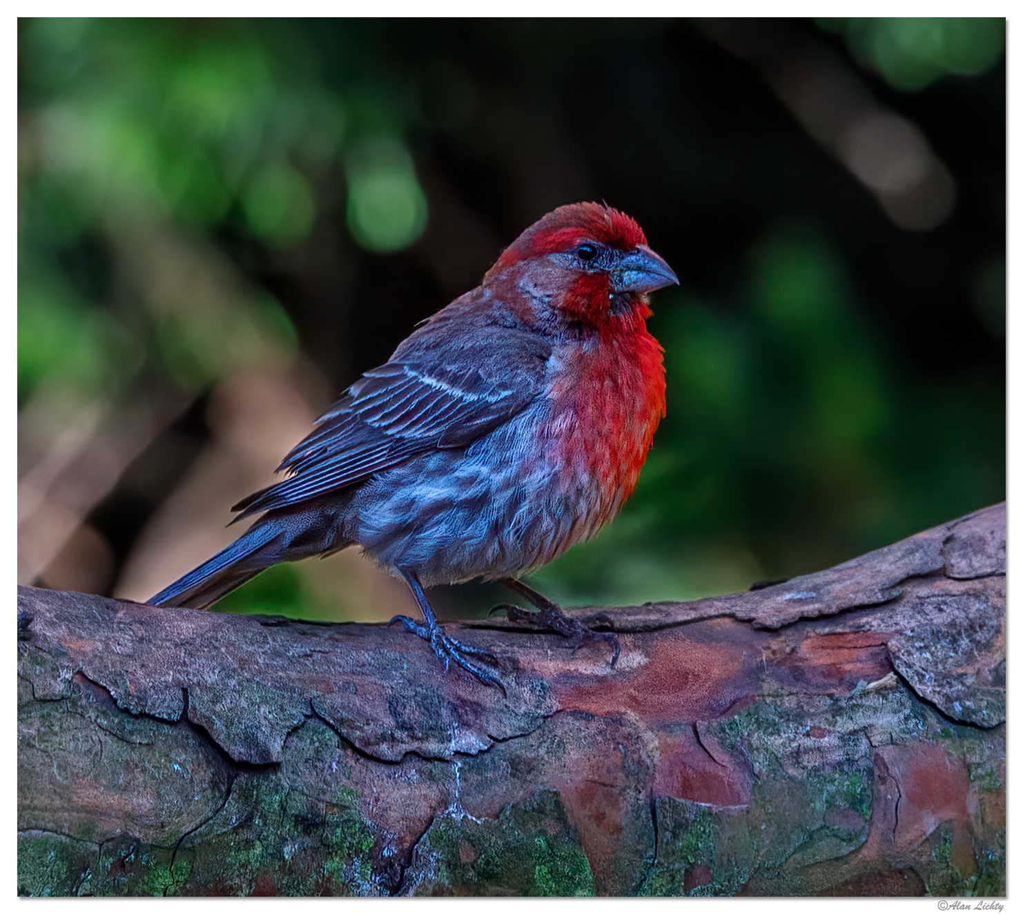 House Finch