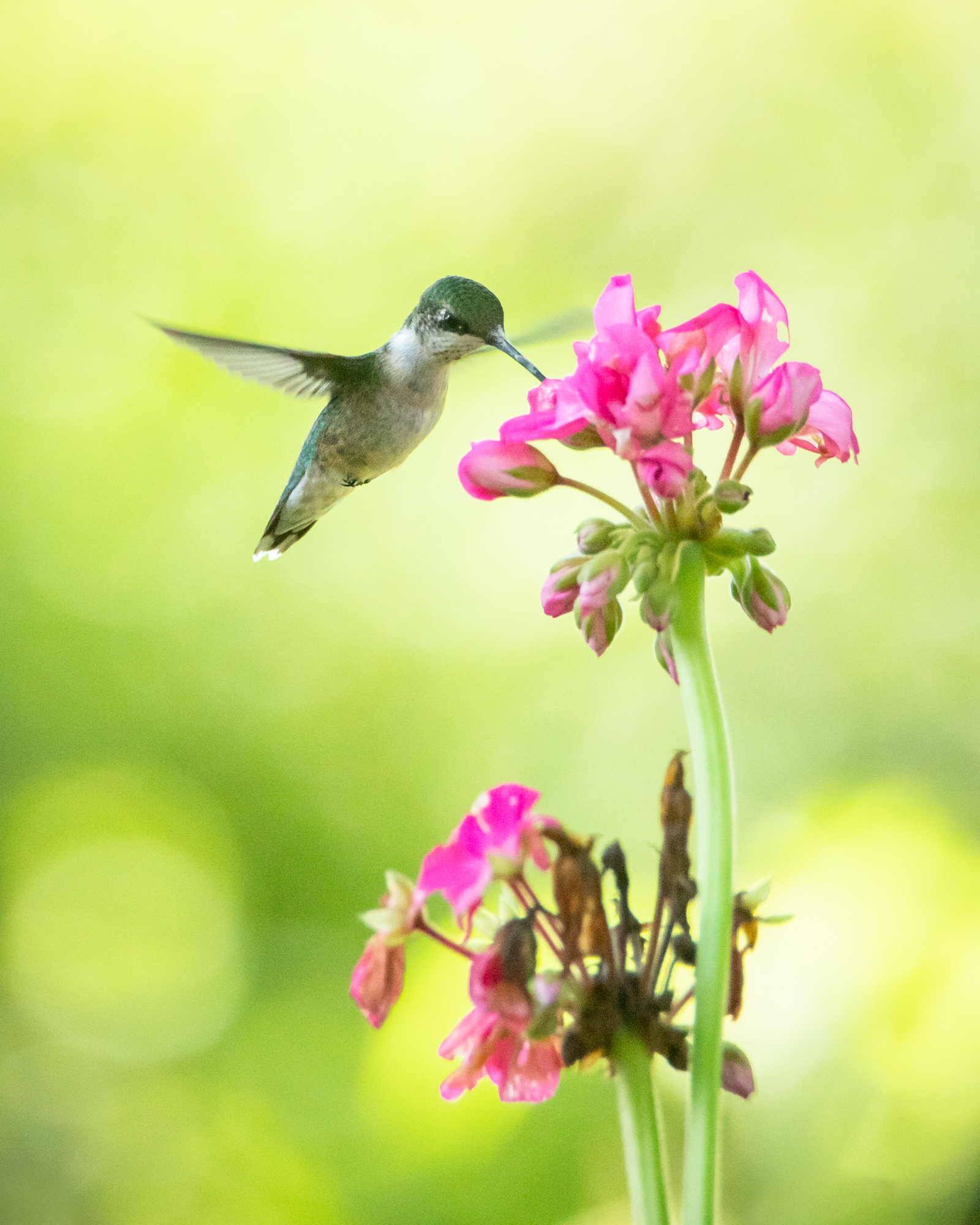 Hummingbird