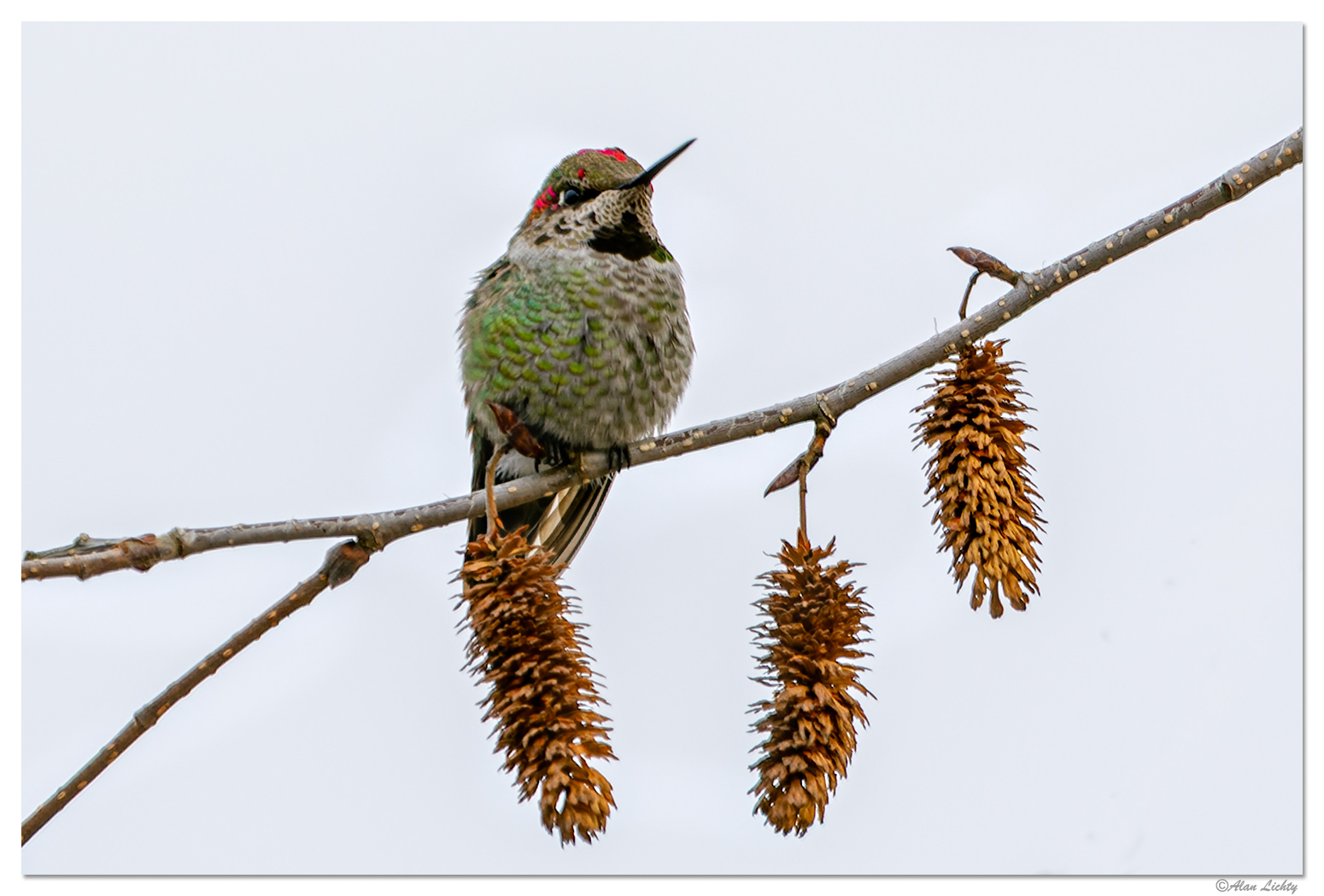 HummingGuardBird2.jpg