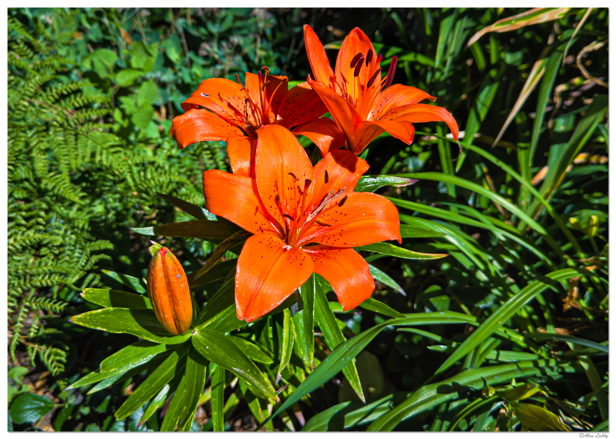 i15P_AsiaticLily061226.jpg