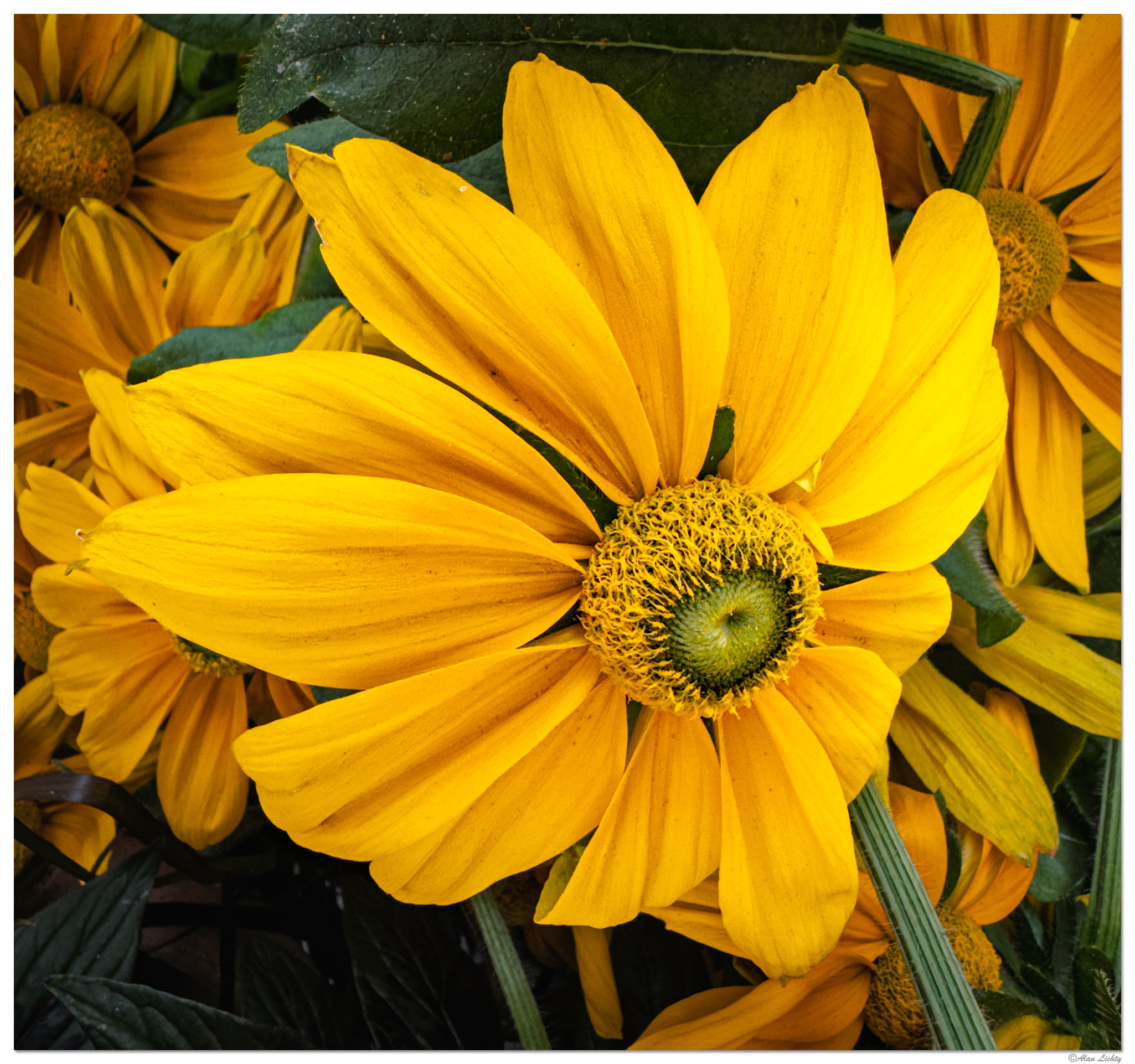 i15P_CutleafConeflower081926.jpg