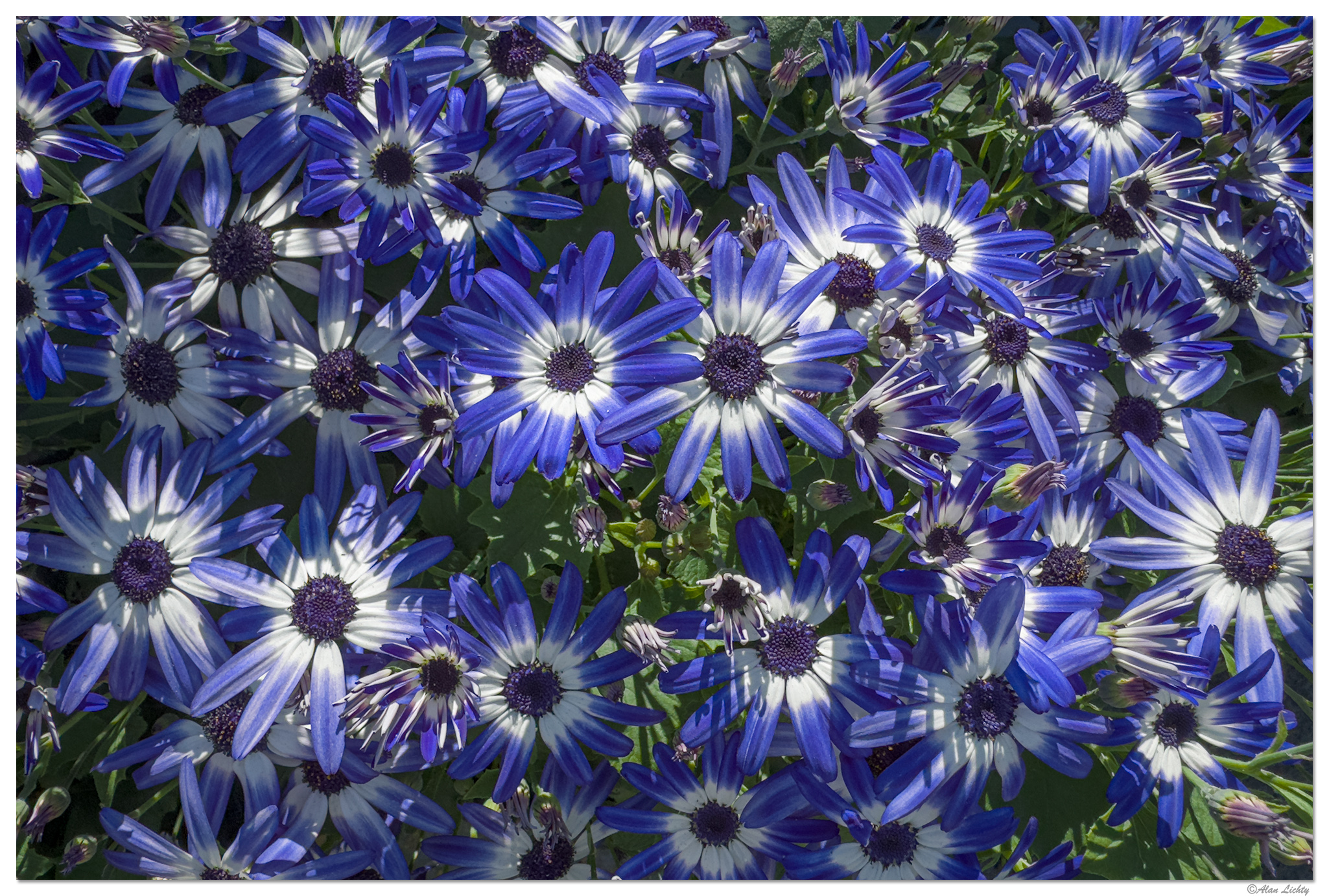 i15P_FFCineraria041825.jpg