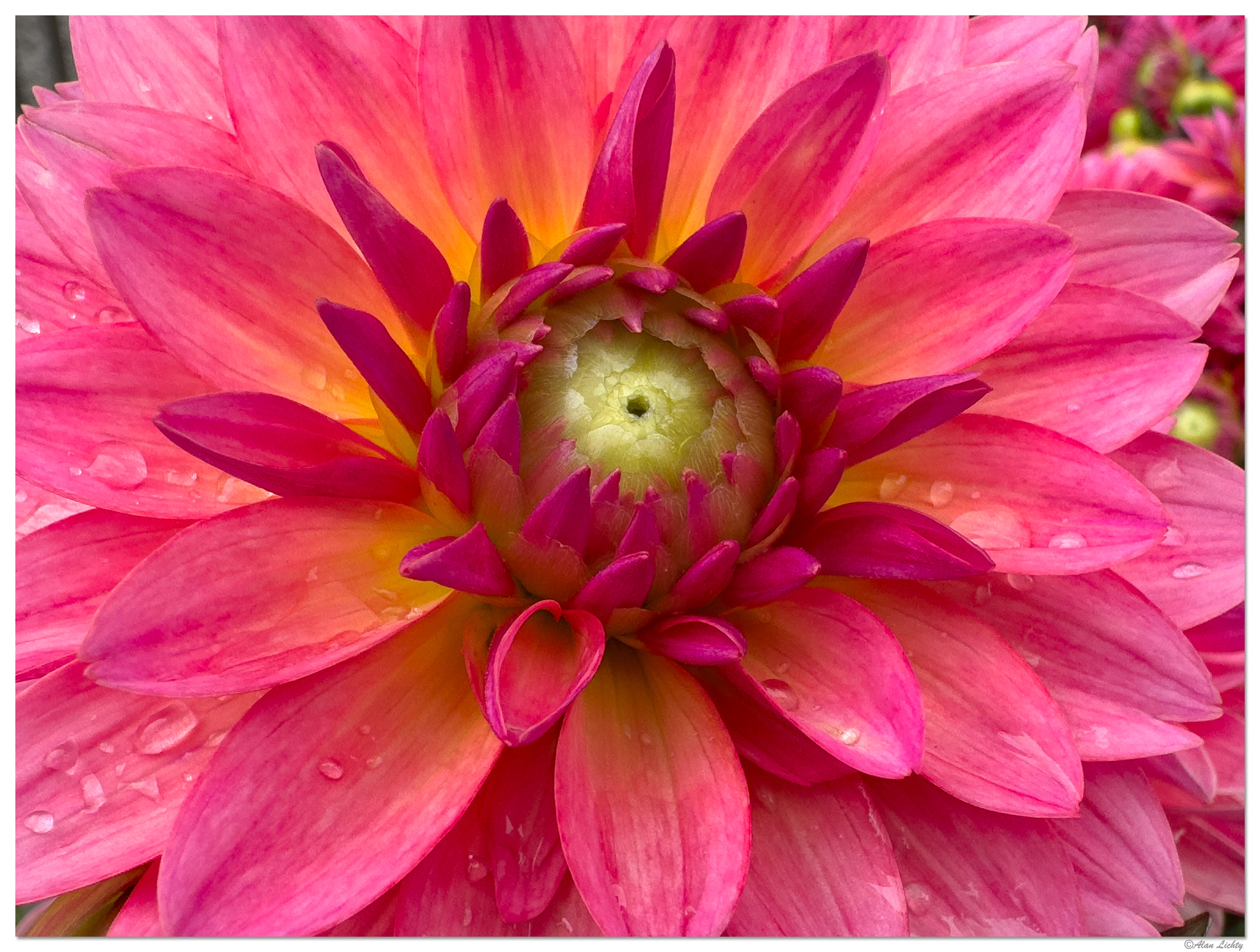 i15P_FFDahlia1051625.jpg