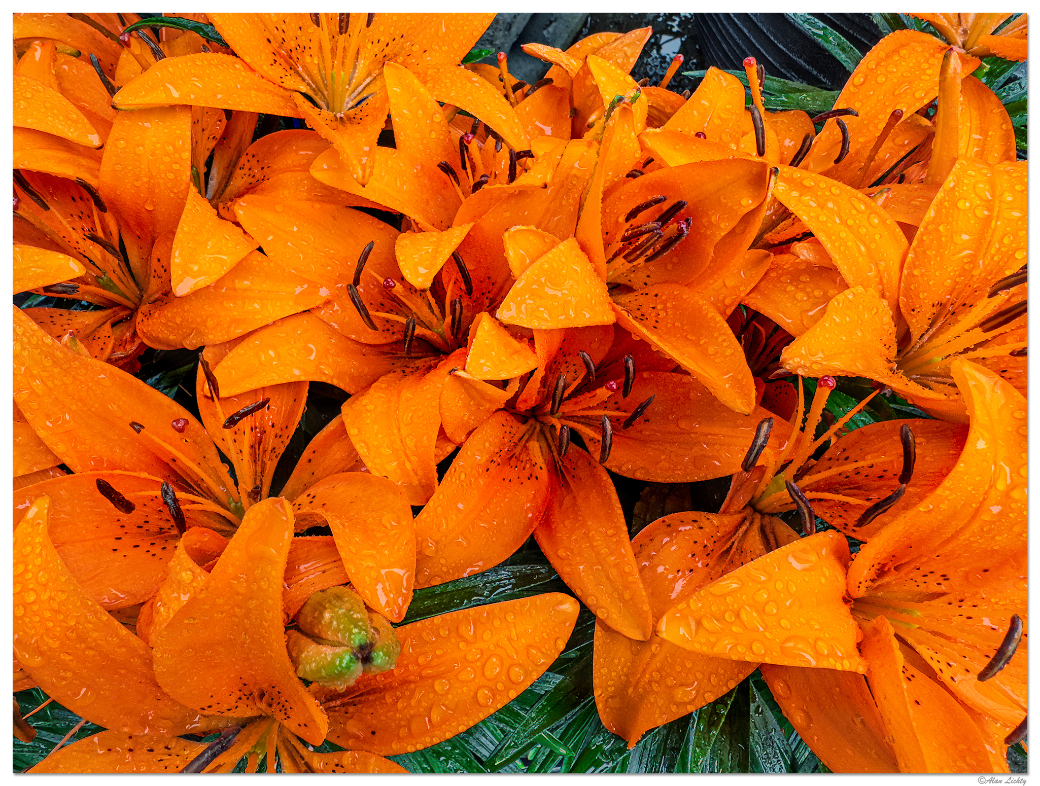 i15P_FFLilies052925.jpg