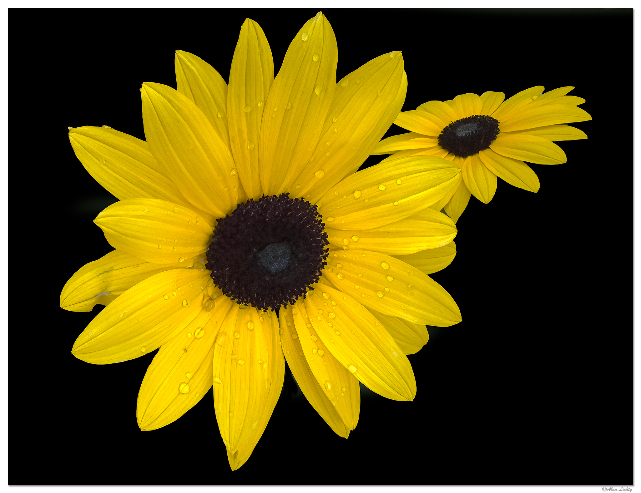 i15P_FFlower062124.jpg