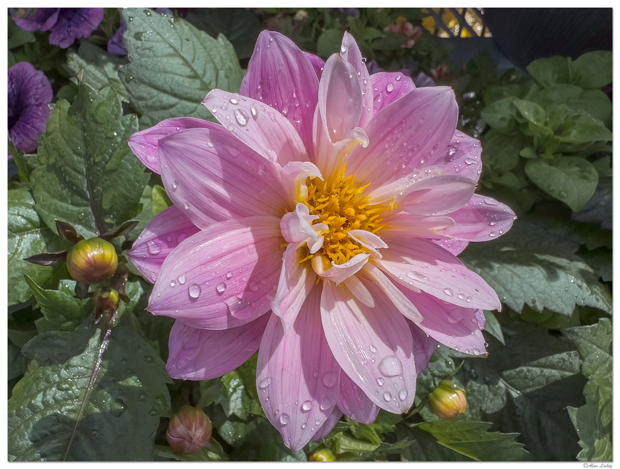 i15P_FMDahlia042924-2.jpg