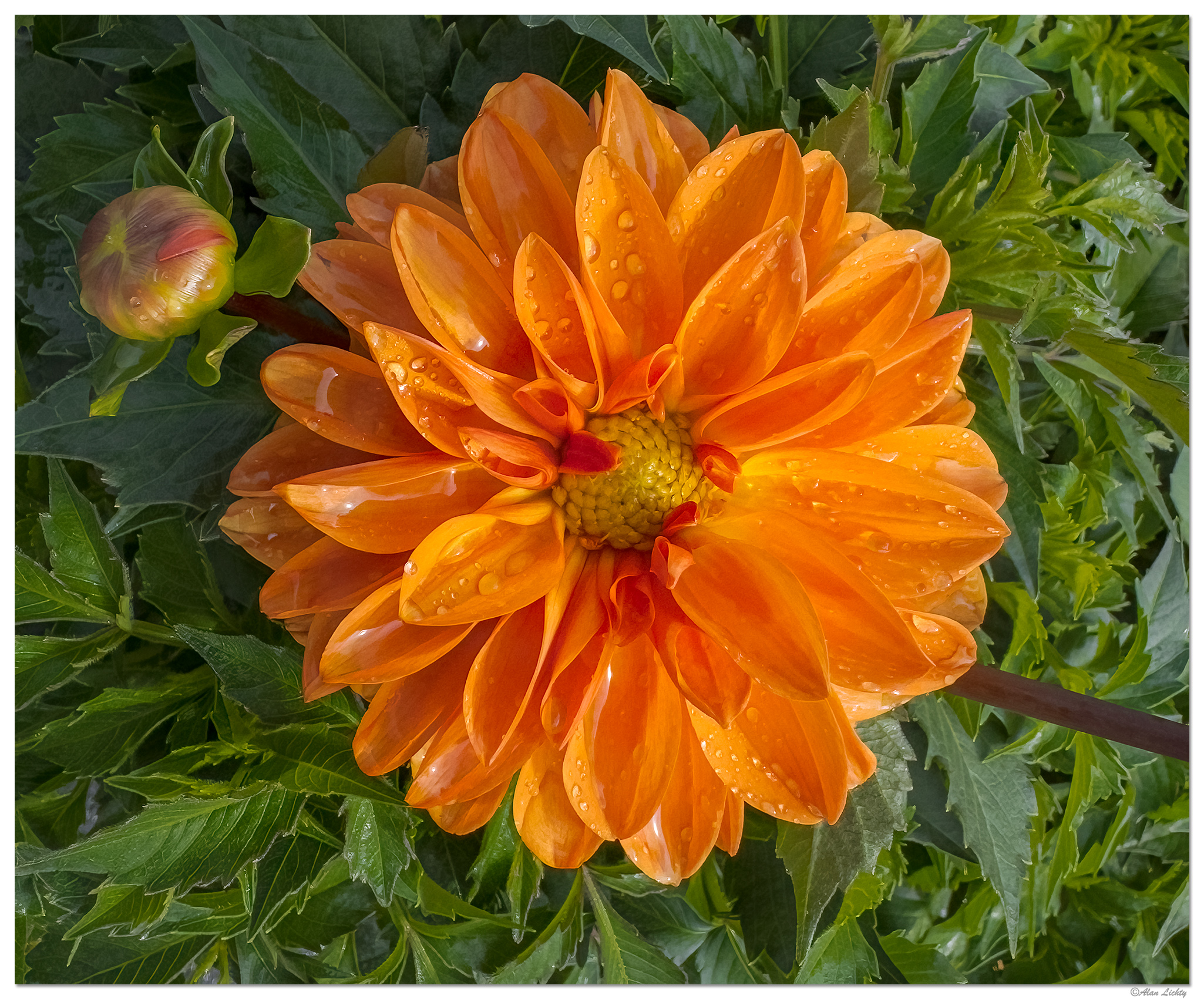 i15P_FMDahlia042924-3.jpg