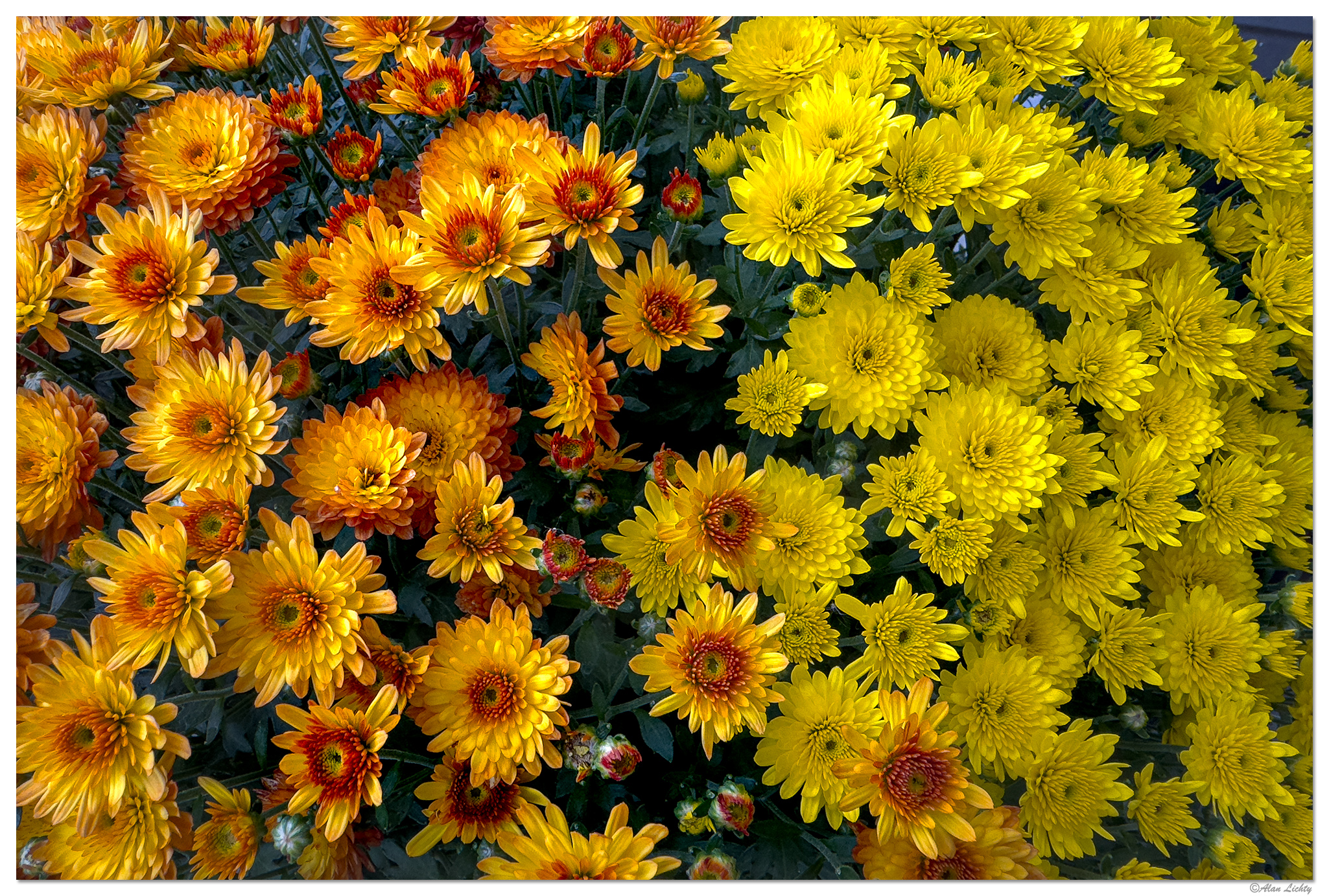 i15P_FNchrysanthemum091024.jpg