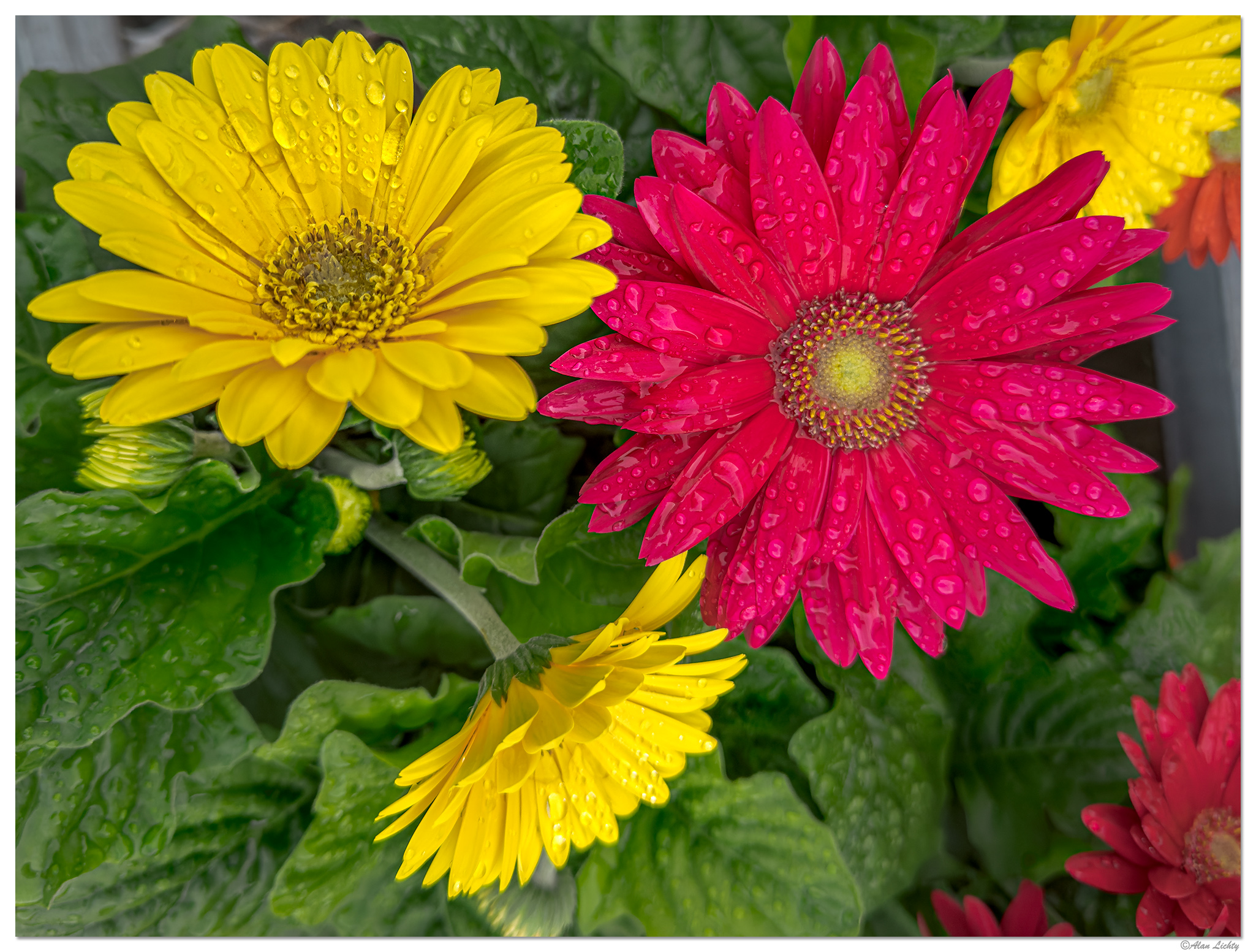 i15P_MissDaisyFM041224-2.jpg
