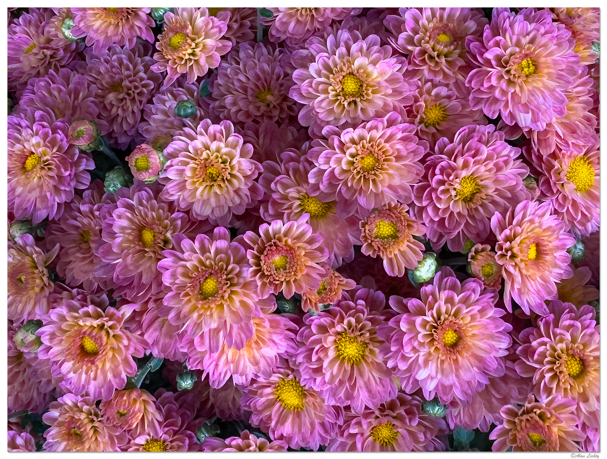i15P_Mums-1081824.jpg