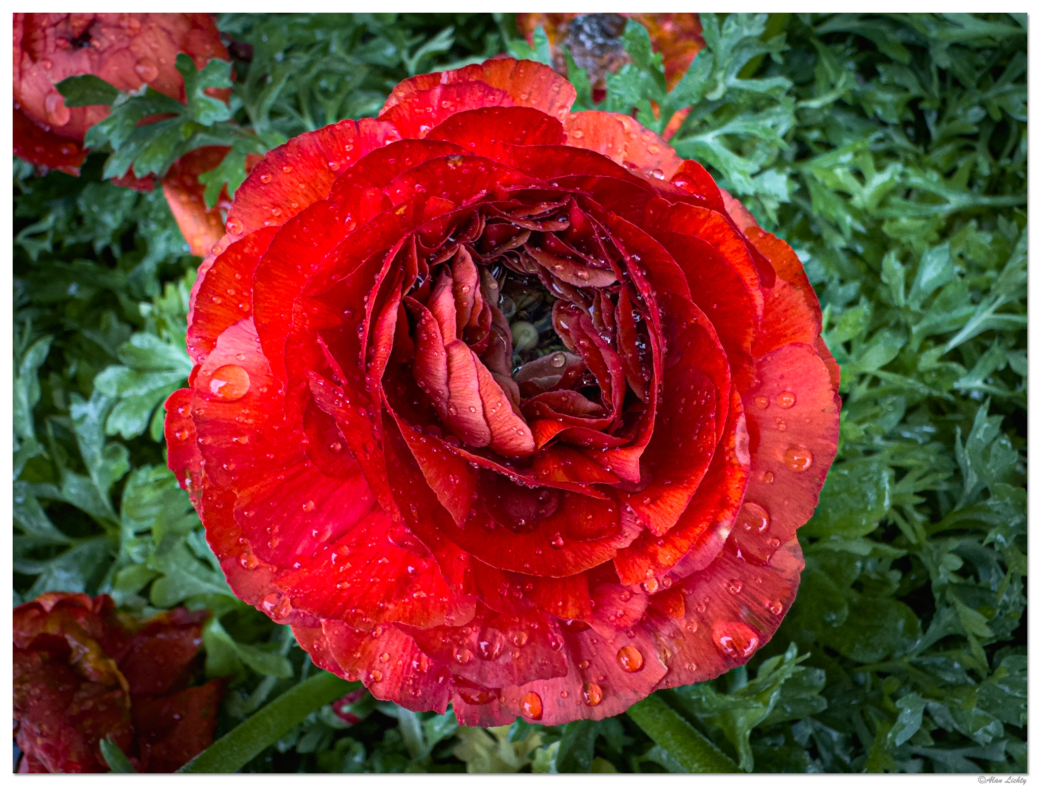 i15P_Ranunculus020926.jpg