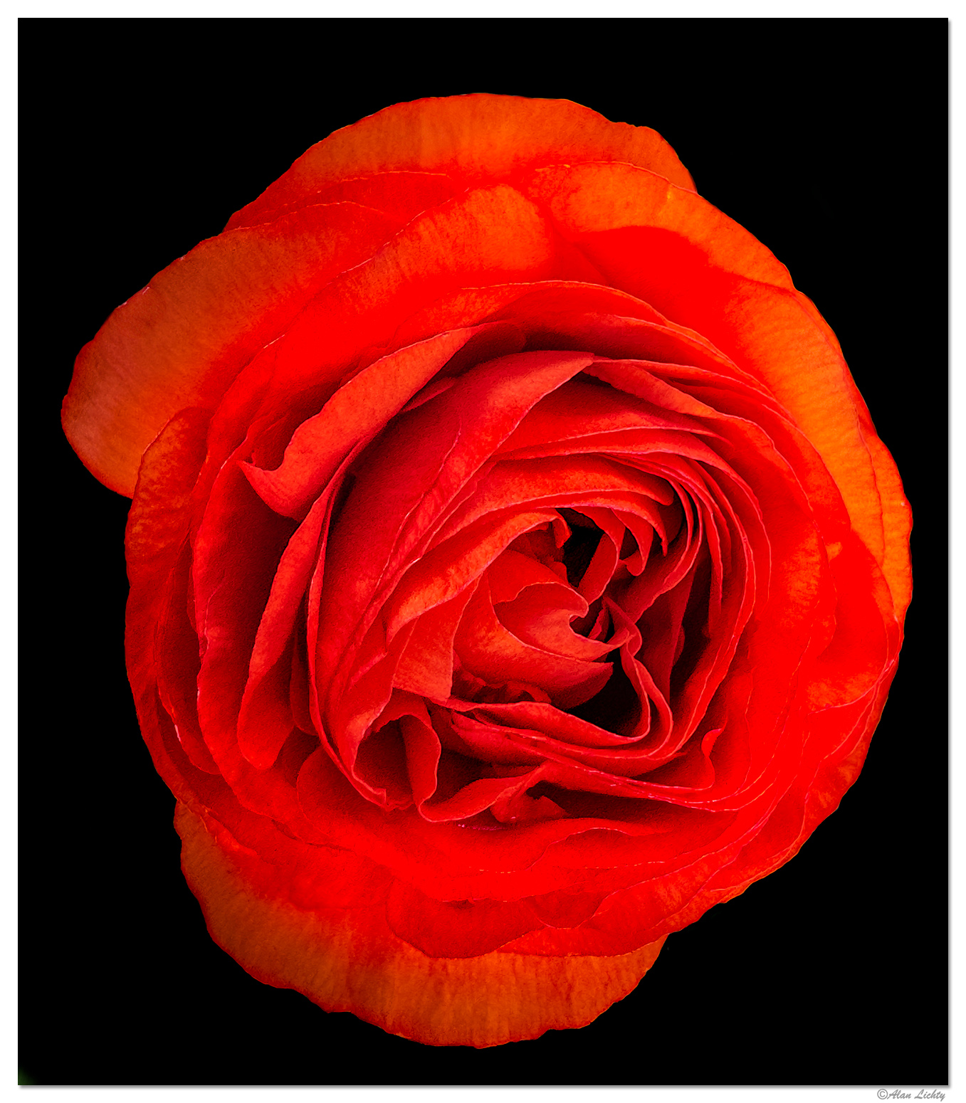 i15P_RedRanunculus031925.jpg