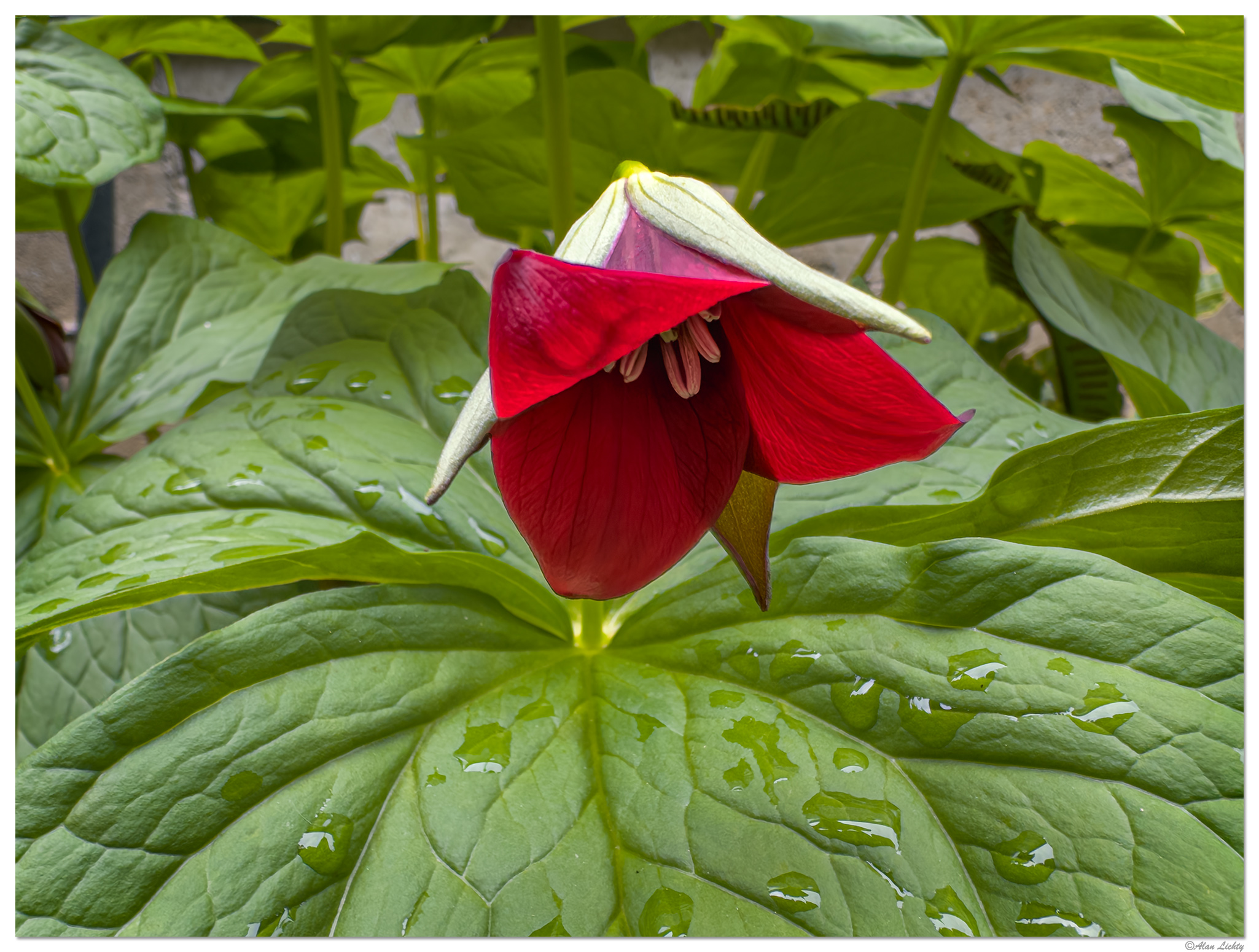 i15P_RedTrillium042326.jpg