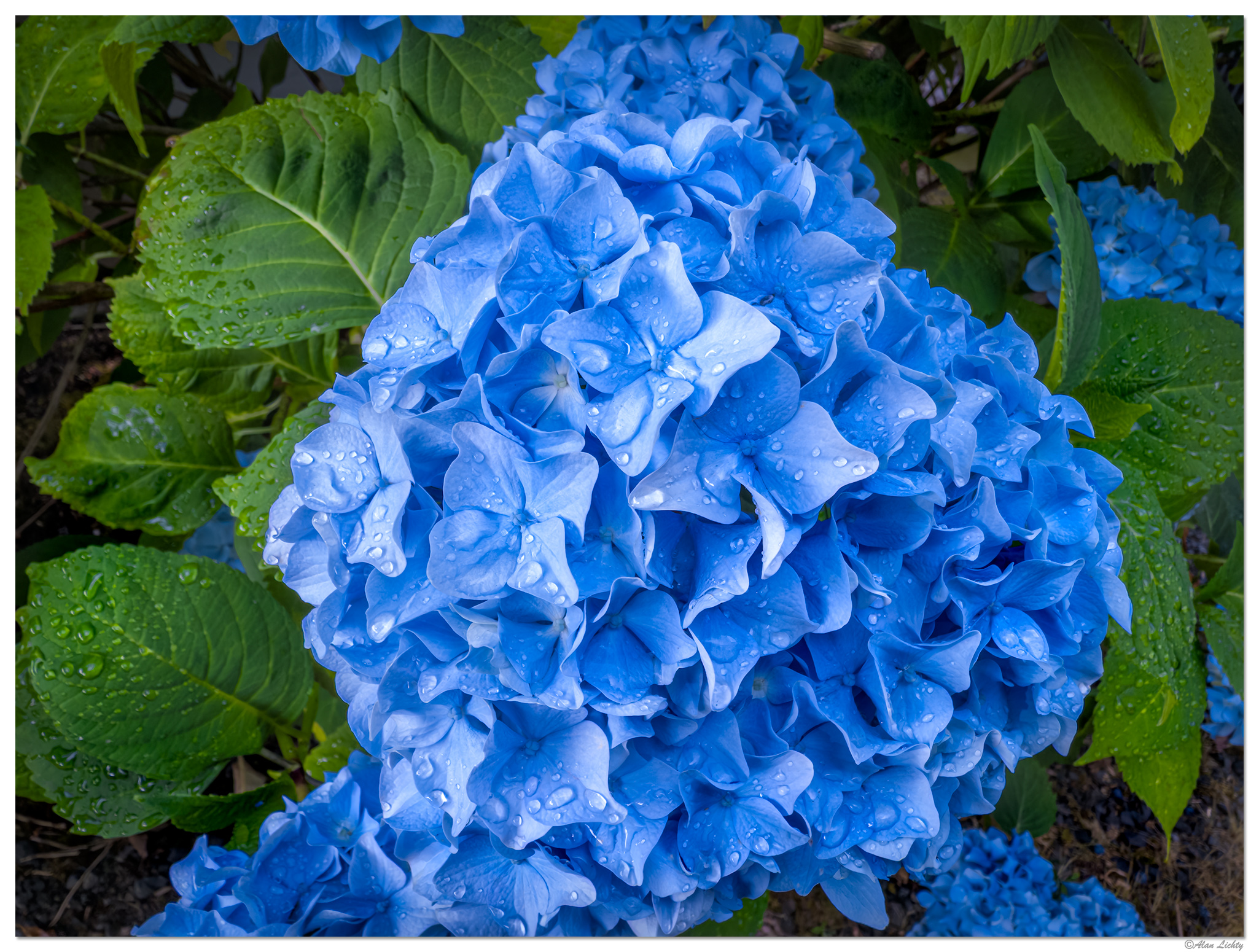 i15PIndigo_Hydrangea062025.jpg
