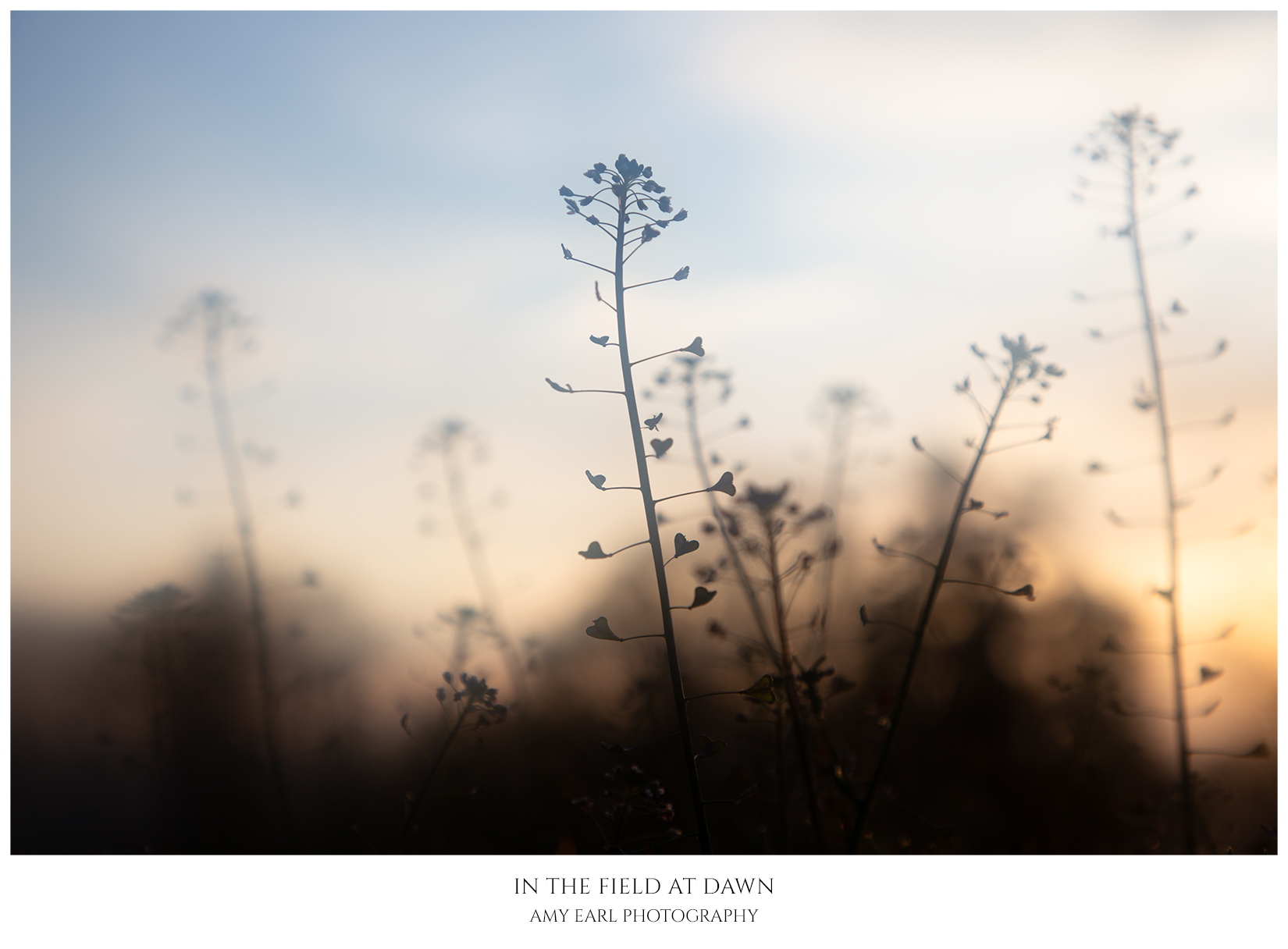 In The Field At Dawn
