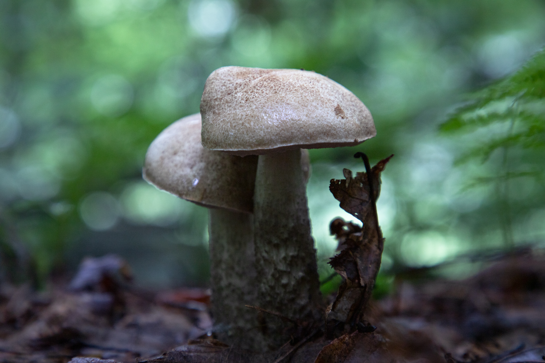 In The Undergrowth (color)