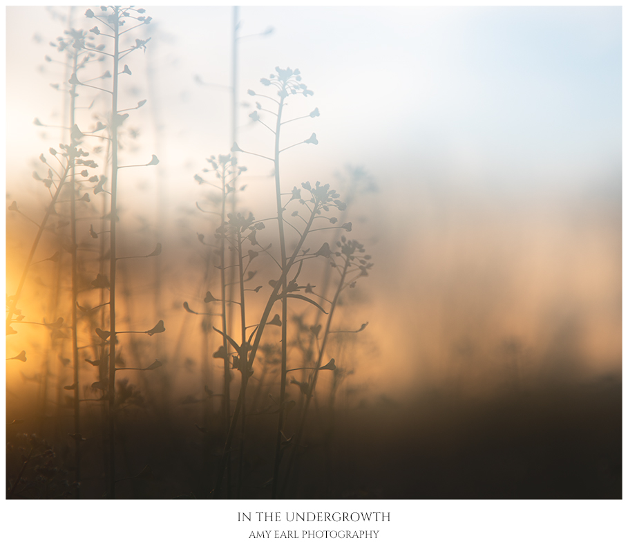 In The Undergrowth