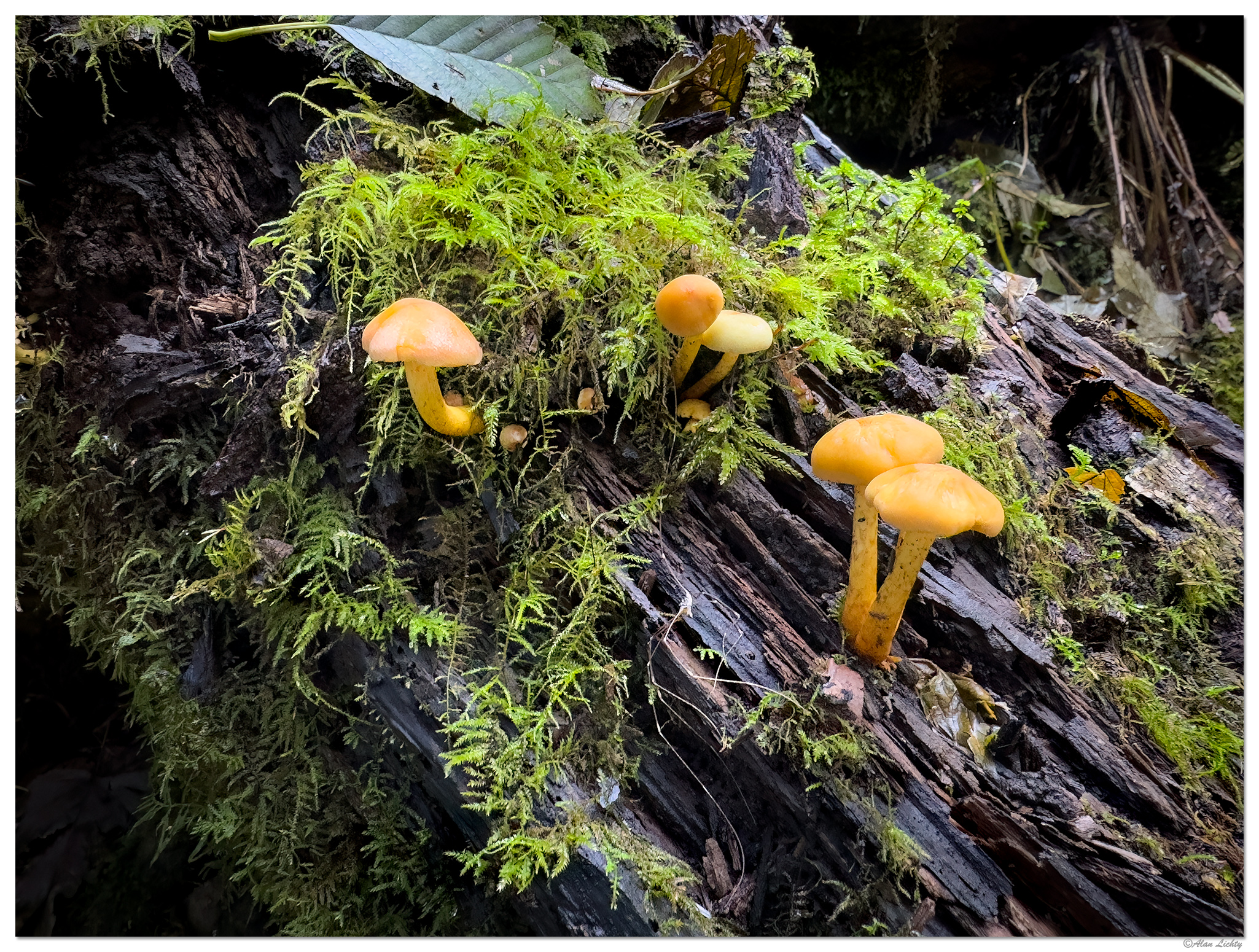 IP15_SCTrail-Mushrooms110823.jpg