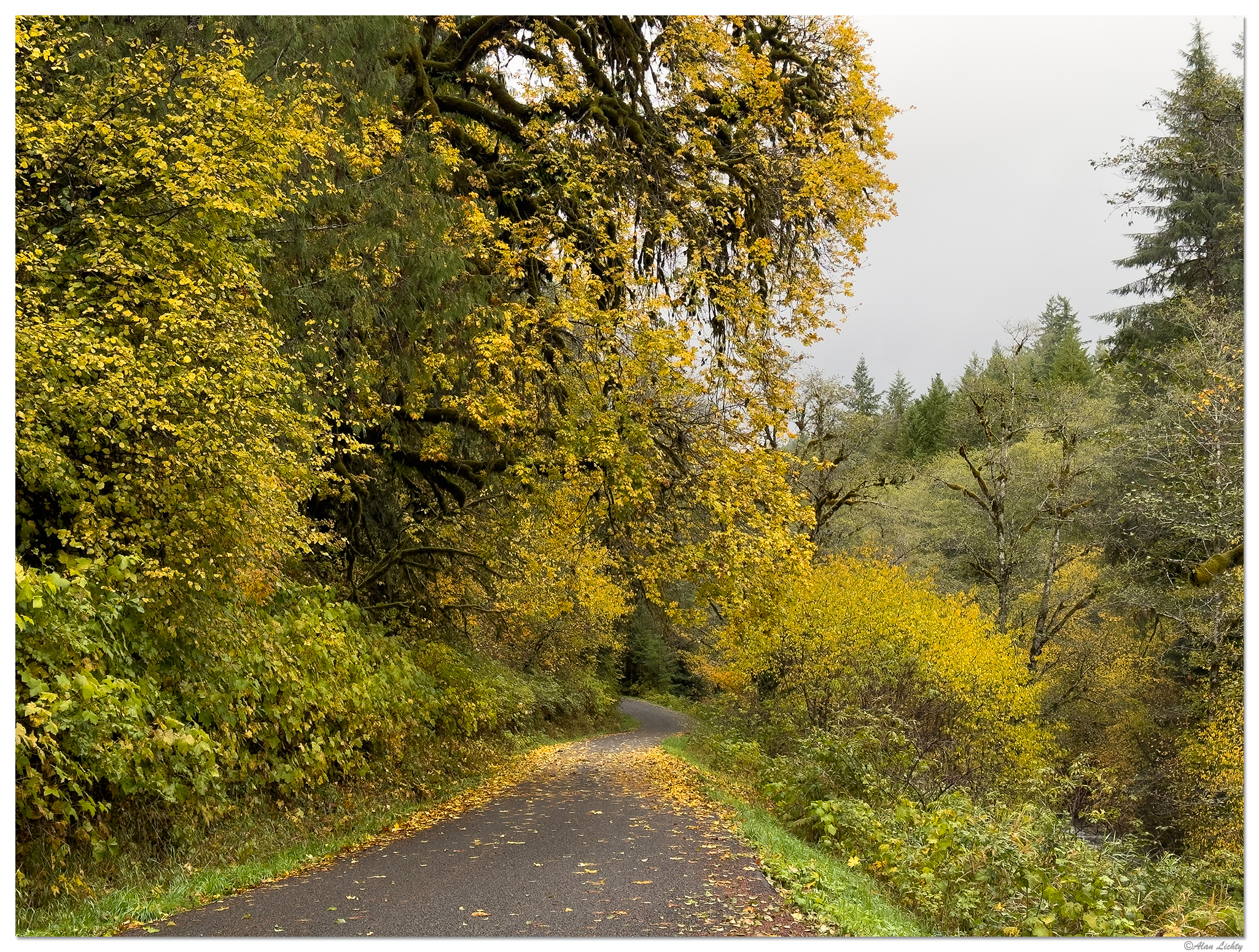IP15P_NorthForkMaple1110623-2.jpg