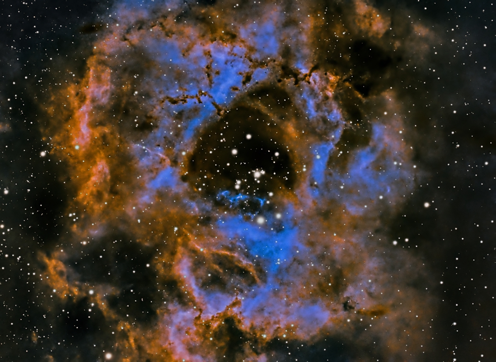 JimsRosette.jpg
