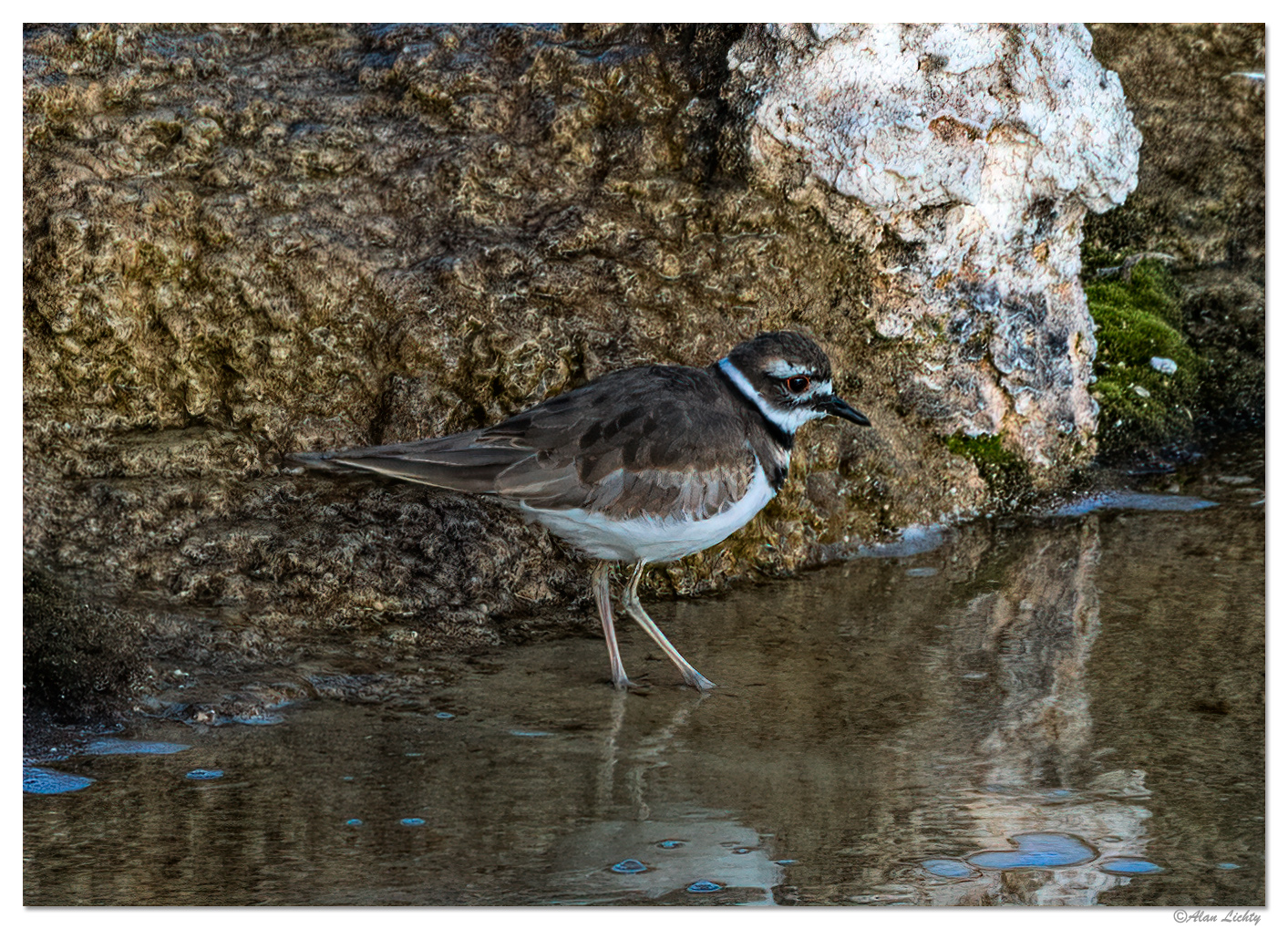 Killdeer