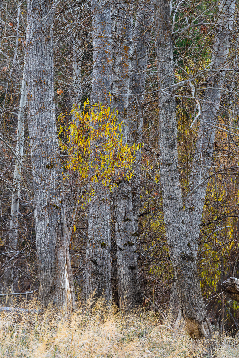 Last To Fall