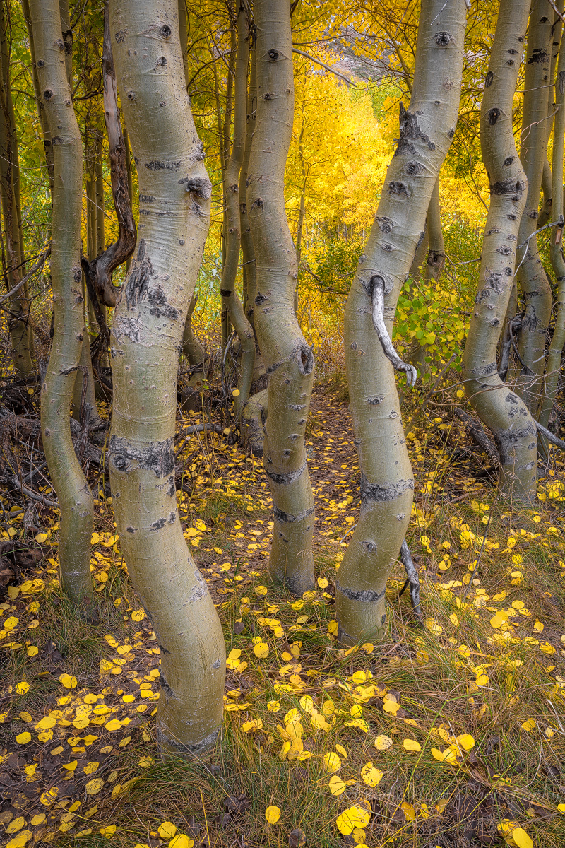 Leaves On The Dance Floor