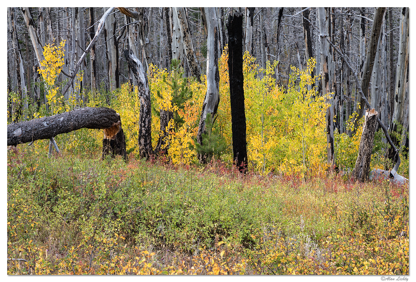 Life After a Forest Fire