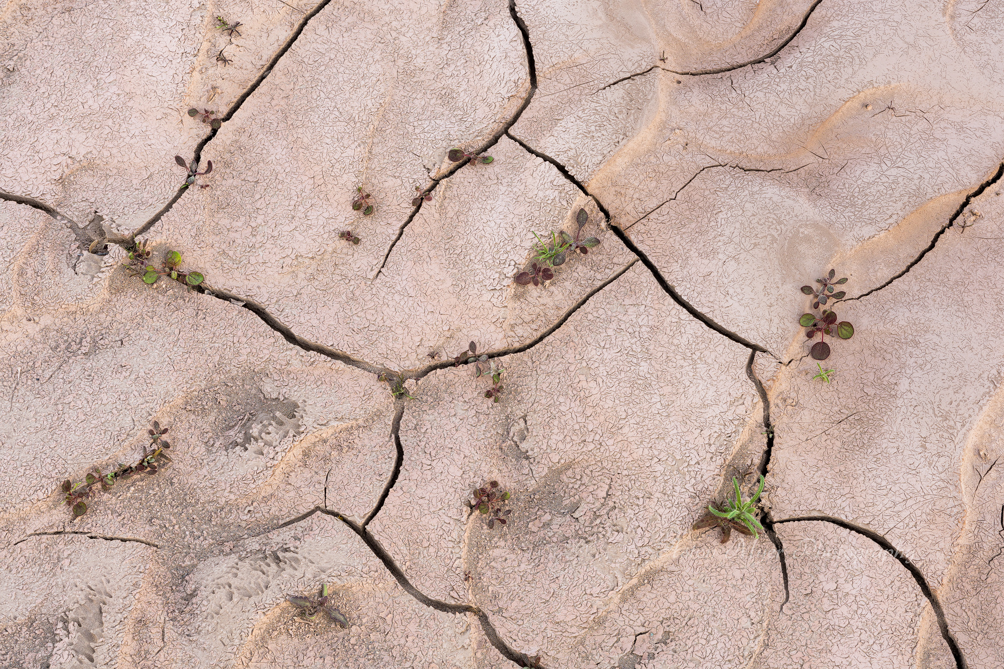 Life in the Cracks.jpg
