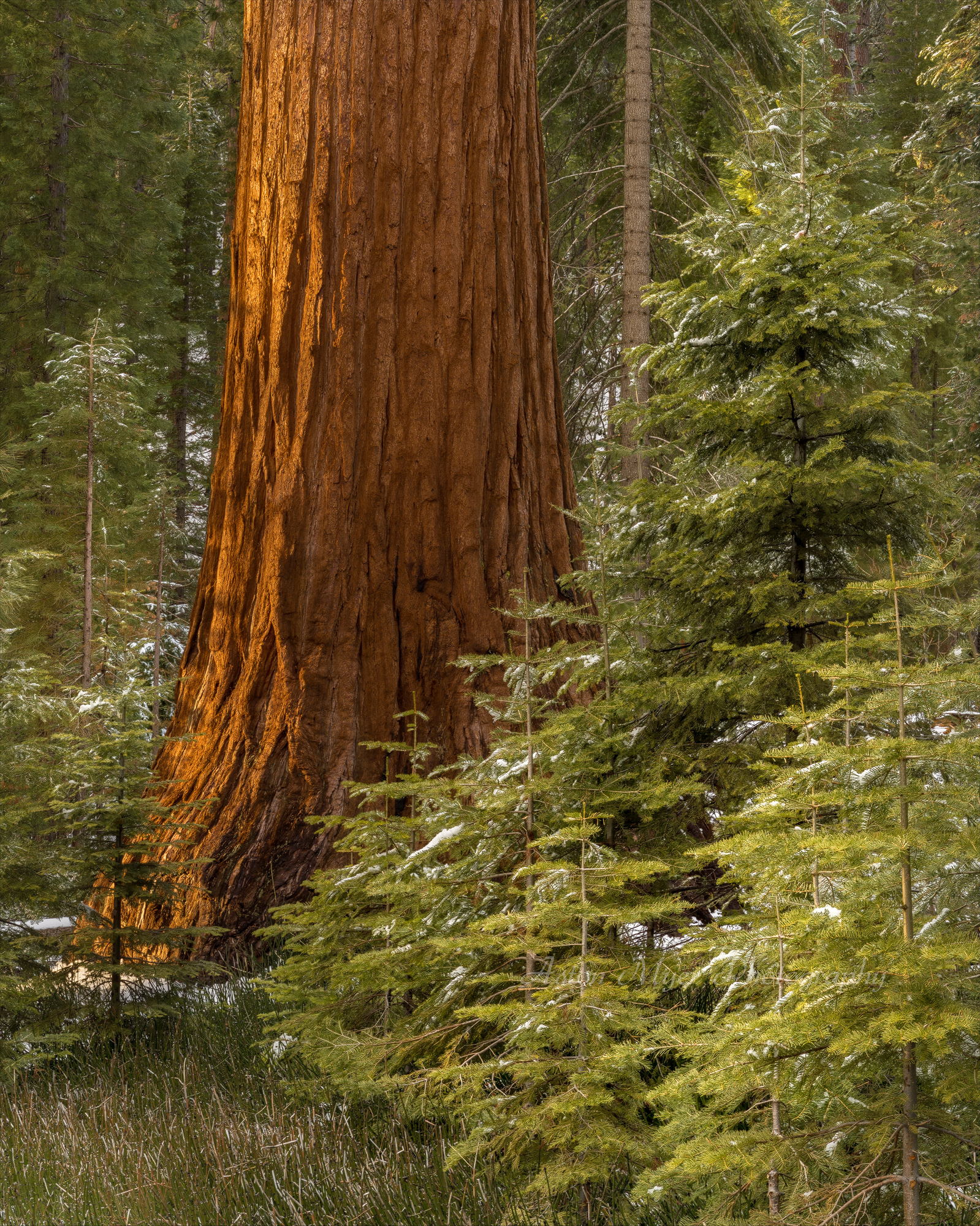 Light through the Giants.jpg